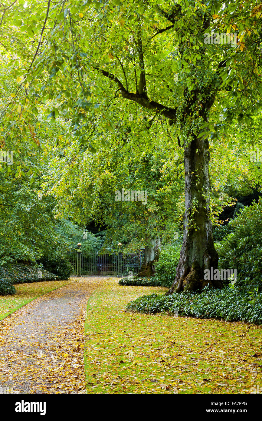 The Lime Avenue in October at Biddulph Grange Garden, Staffordshire