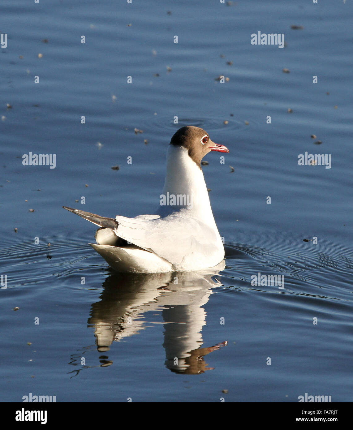 Black-headed gull (Chroicocephalus ridibunduson) with dead mayflies on Lough Neagh, Northern Ireland. Stock Photo