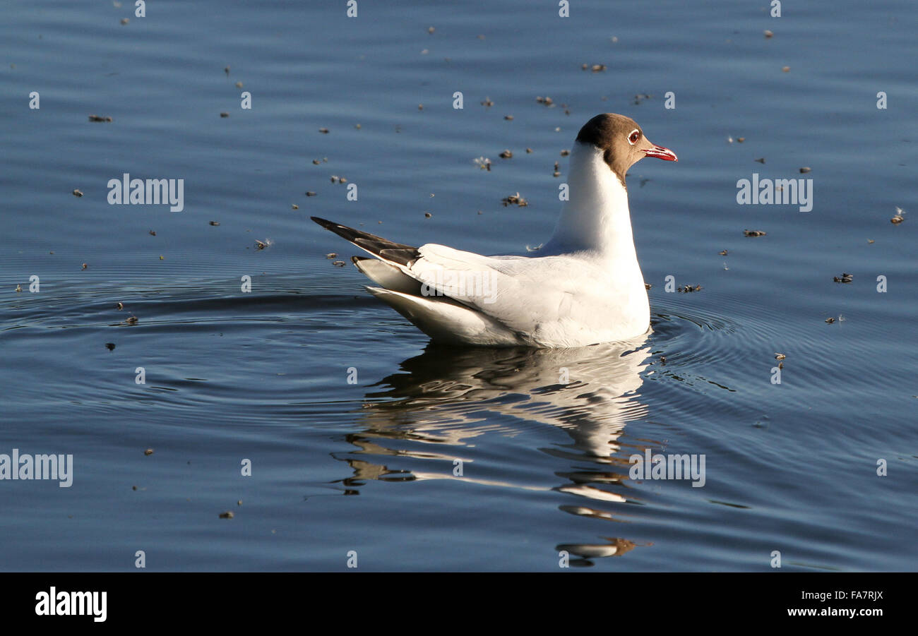 Black-headed gull (Chroicocephalus ridibundus) on a lake surrounded by dead mayfly at Lough Neagh, Northern Ireland. Stock Photo
