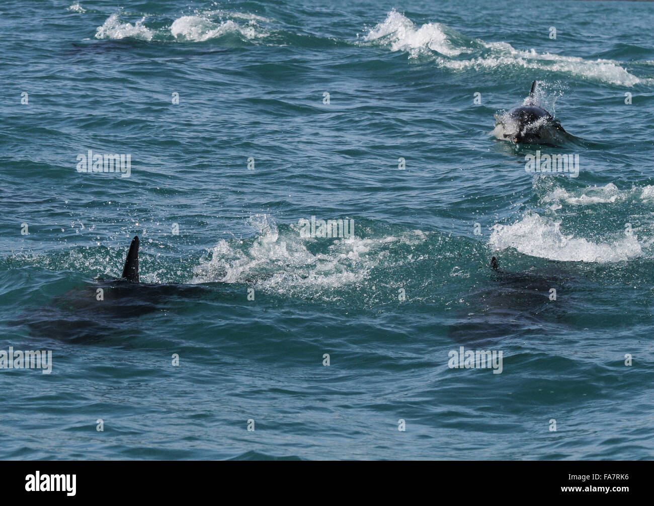 Dolphins in the Atlantic Ocean off Baltimore, County Cork, Ireland Stock Photo