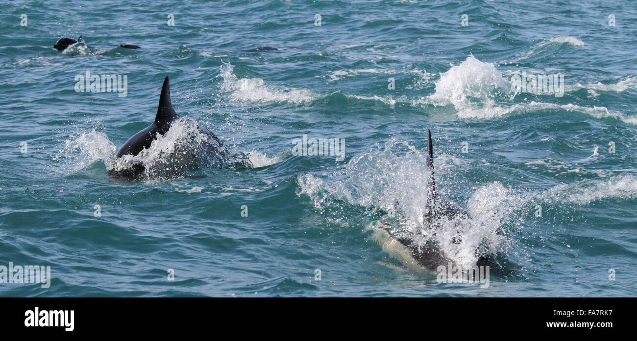 Dolphins in the Atlantic Ocean off Baltimore, County Cork, Ireland Stock Photo