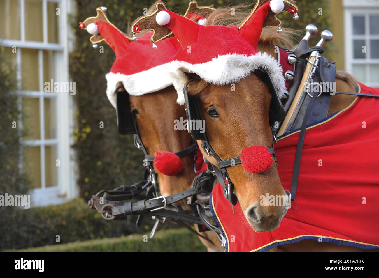 horses dressed up for christmas 10 Horses Who Need To Have A Talk With Their Owners This Christmas