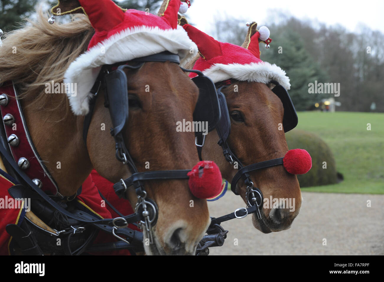 Horses dressed up as reindeer, pulling the 'sleigh' at Christmas, at