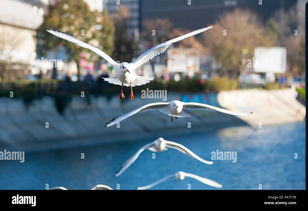 Flying seagull over the water Stock Photo