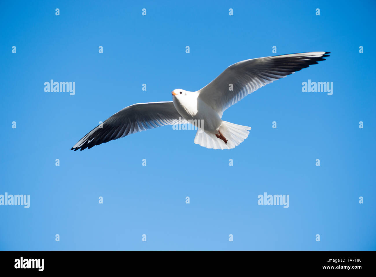 Flying seagull over the water Stock Photo