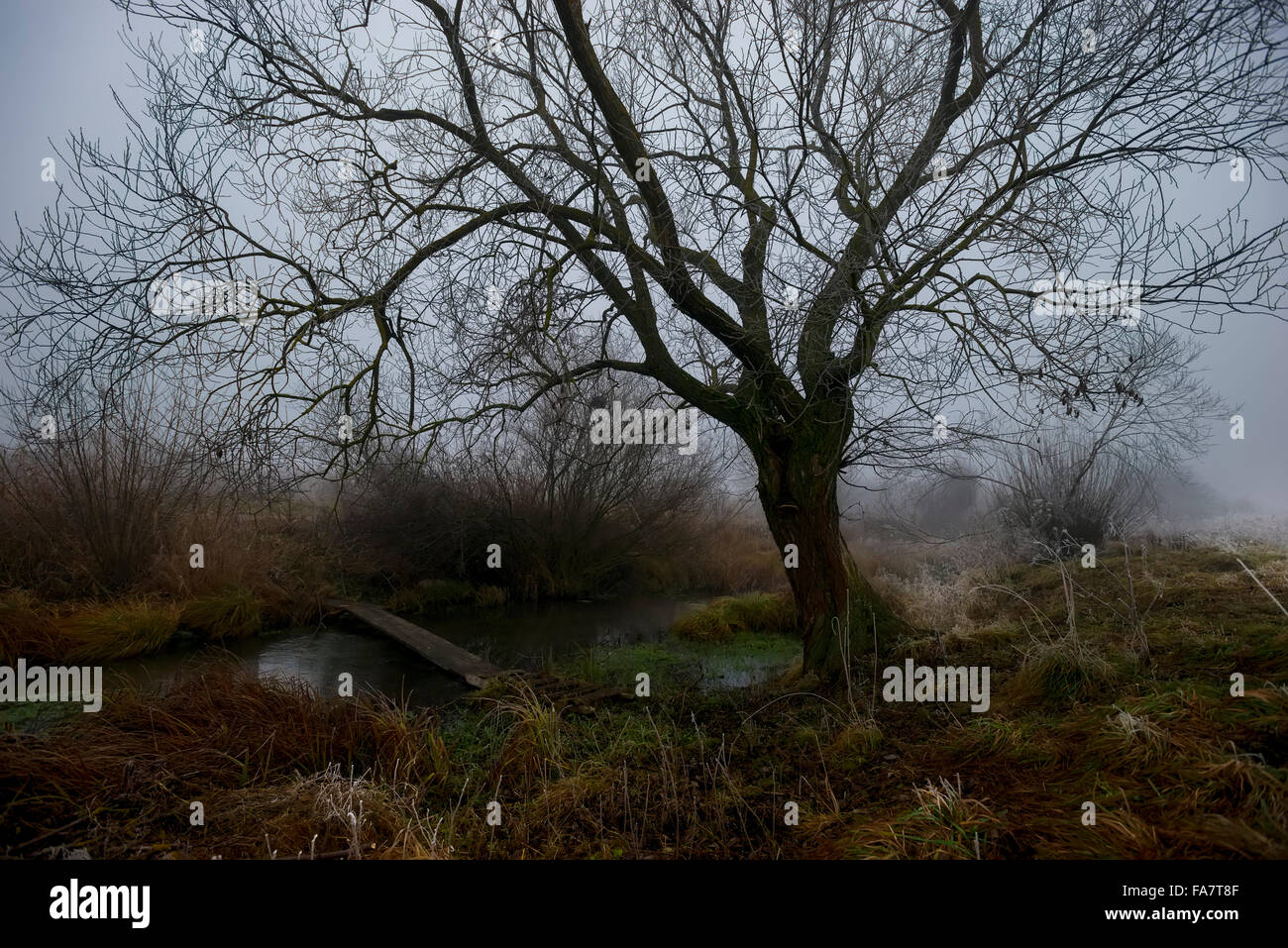 Early winter forest landscape Stock Photo Alamy