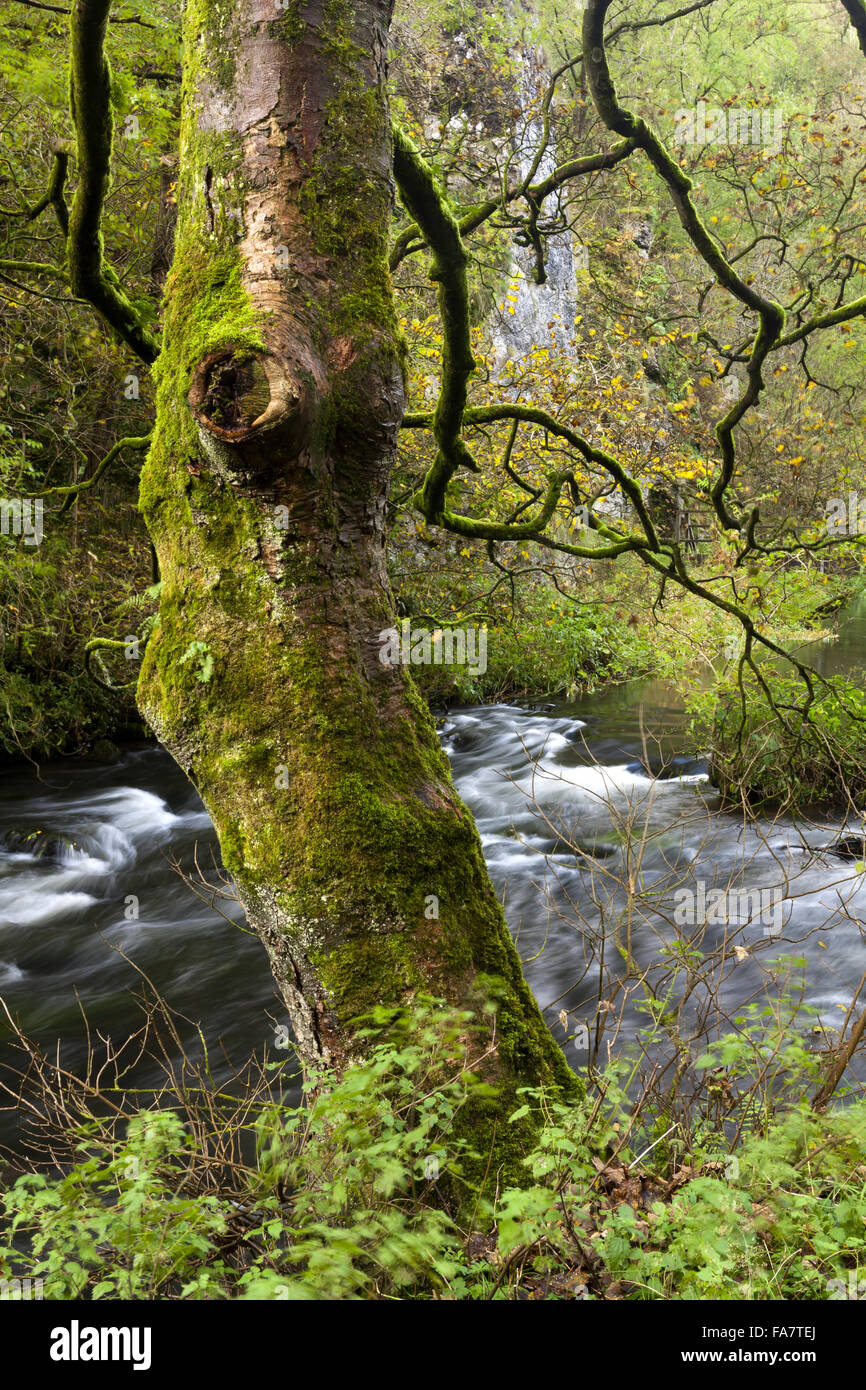 Tree at Pickering Dale in Dovedale, South Peak Estate, Derbyshire, in autumn. Stock Photo