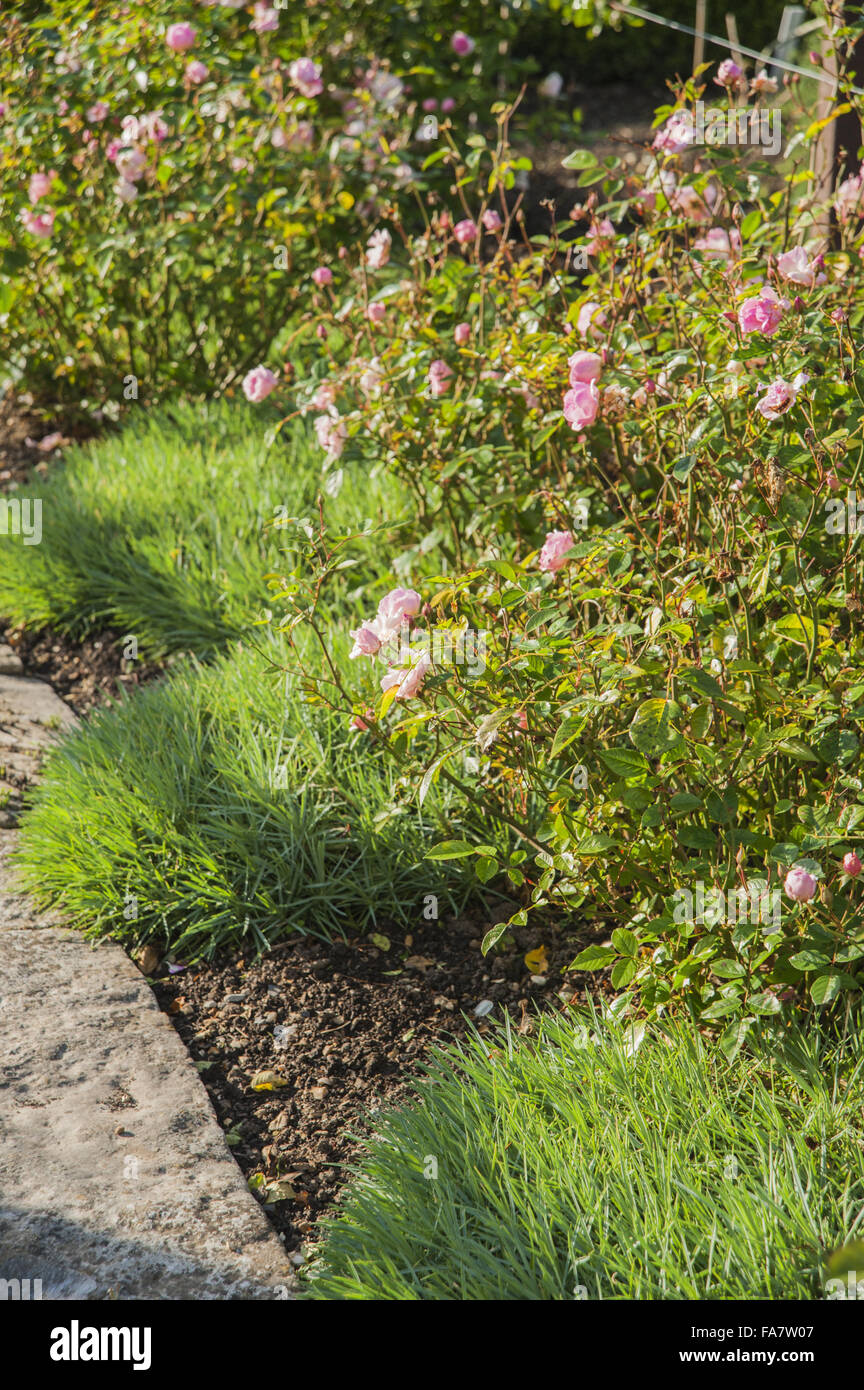 Pale pink roses in the kitchen garden at Tintinhull, Somerset, underplanted with dianthus in September. Stock Photo