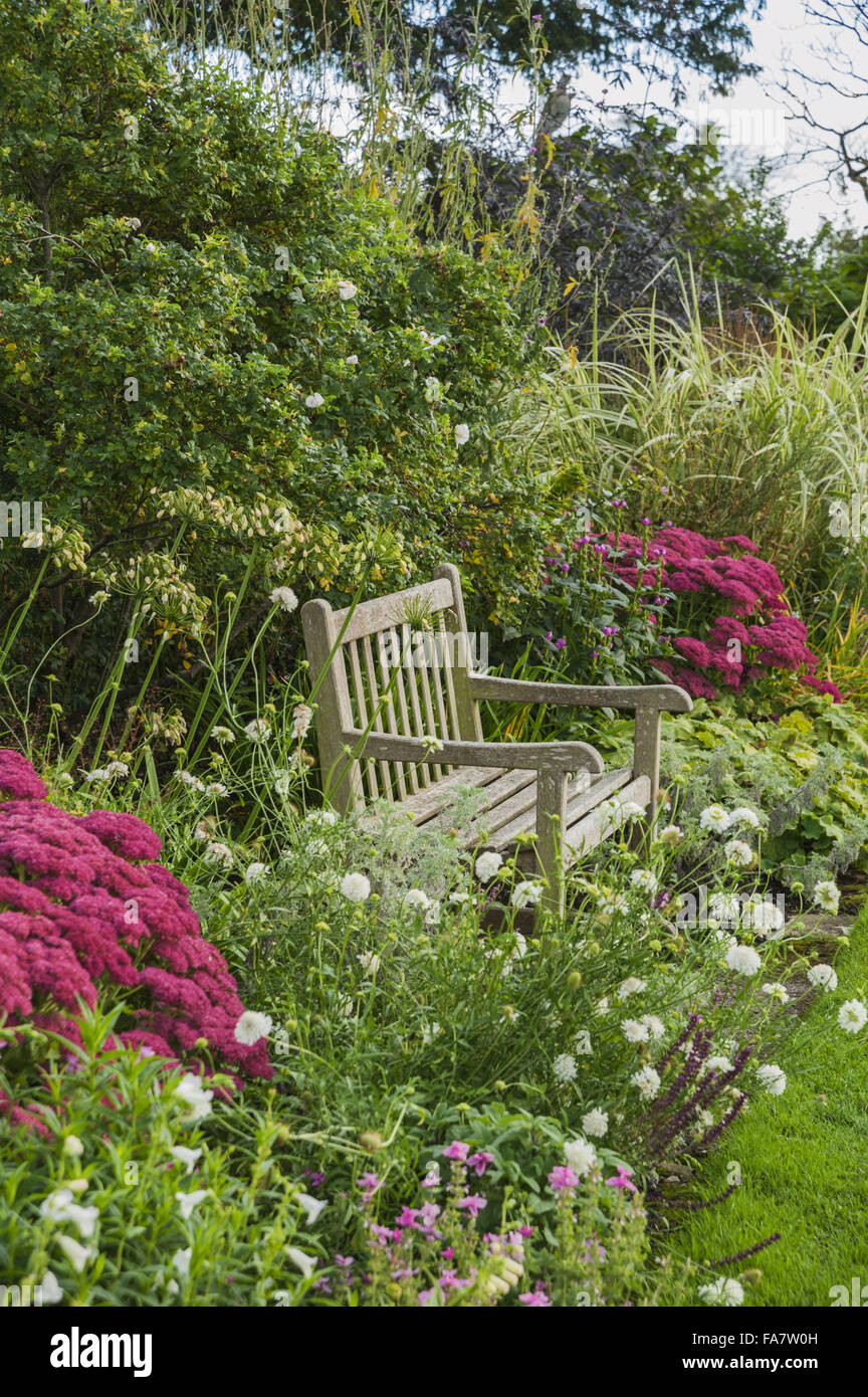 Seat surrounded by white Cosmos, Sedums, Salvias and Rosa rugosa at Tintinhull Garden, Tintinhull, Somerset, in September. Stock Photo