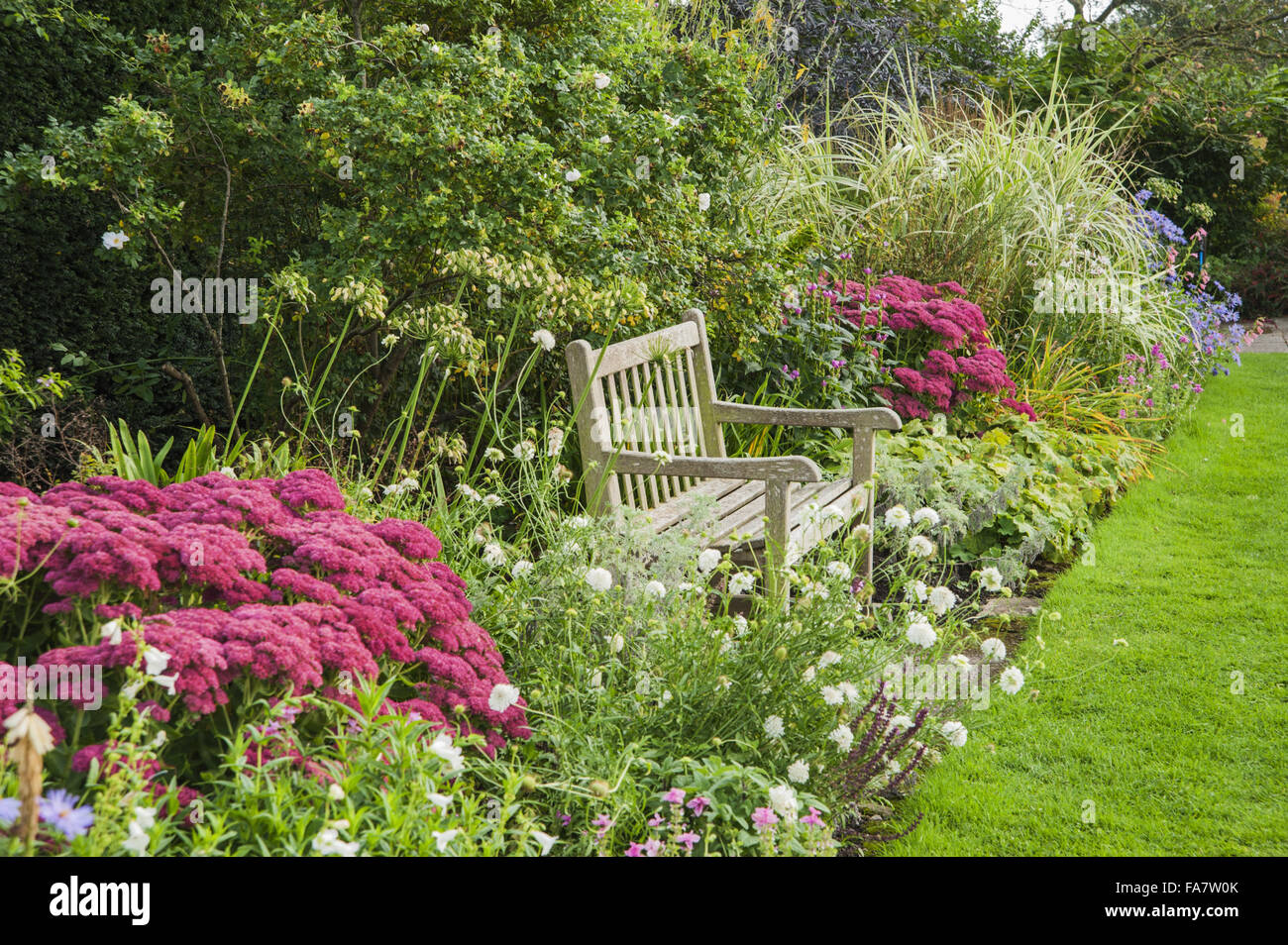 Seat surrounded by white Cosmos, Sedums, Salvias and Rosa rugosa at Tintinhull Garden, Tintinhull, Somerset, in September. Stock Photo