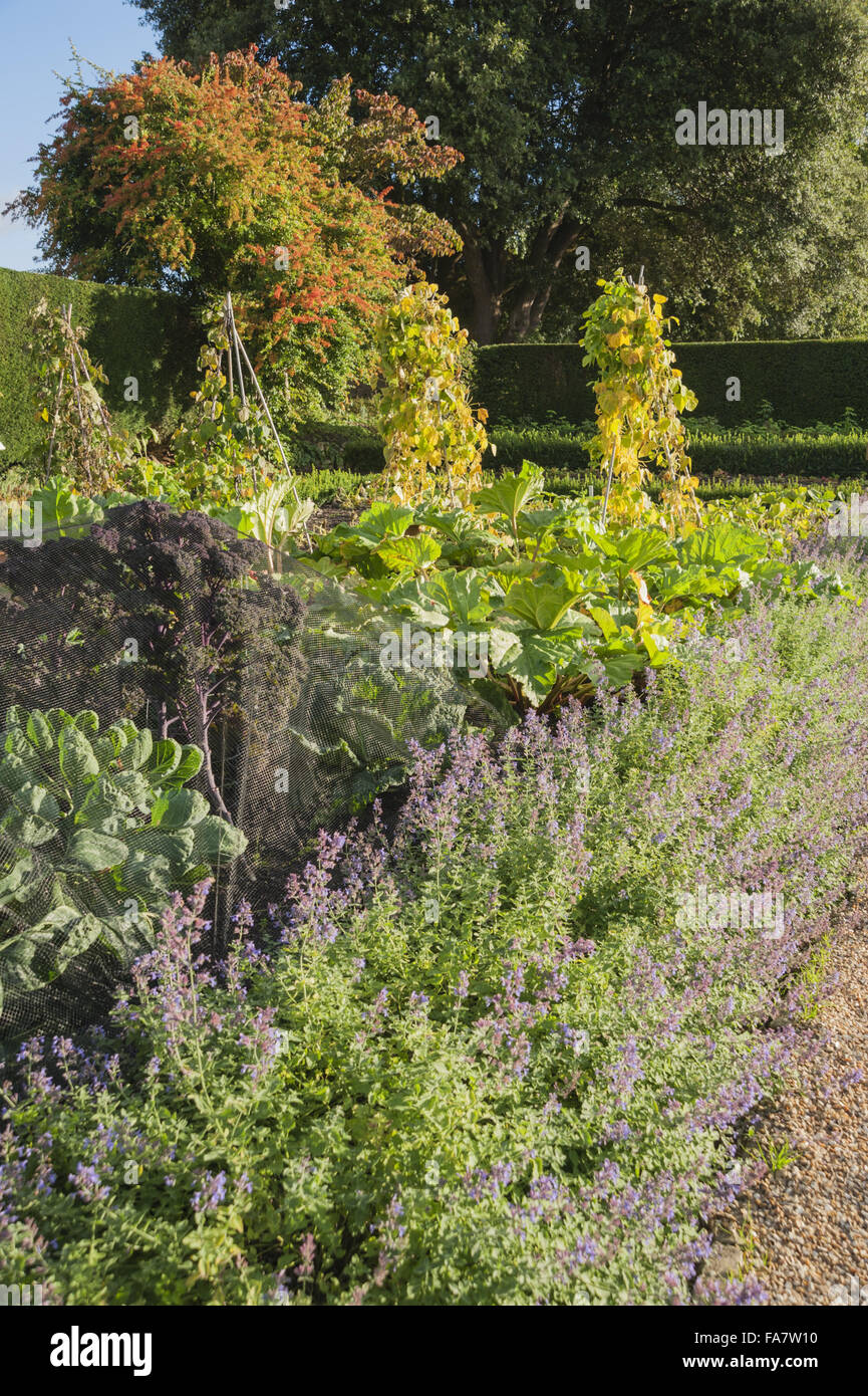 Bamboo wigwams supporting climbing beans in the kitchen garden in September at Tintinhull Garden, Tintinhull, Somerset. Stock Photo