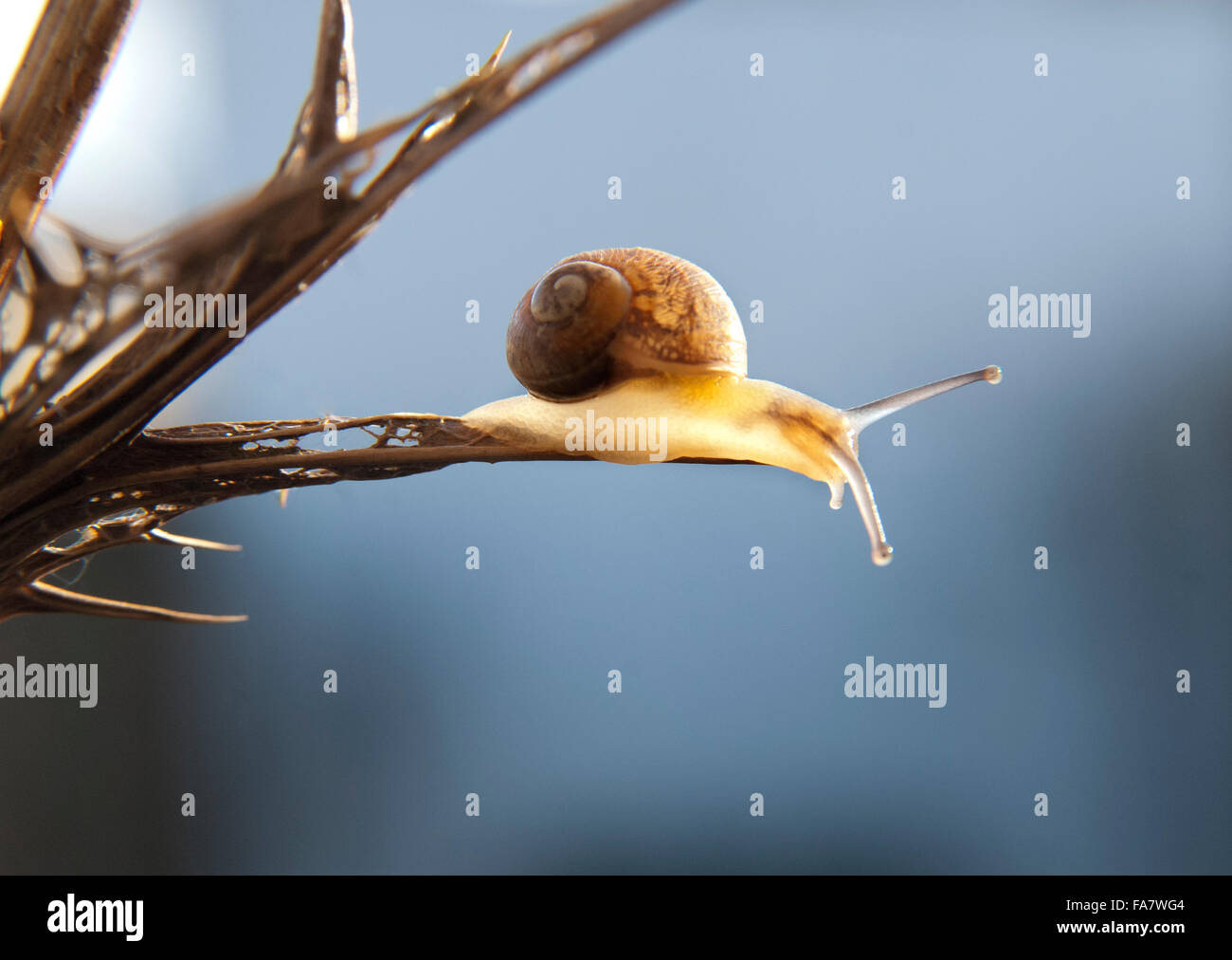 tiny snail looking over the edge of a thistle Stock Photo