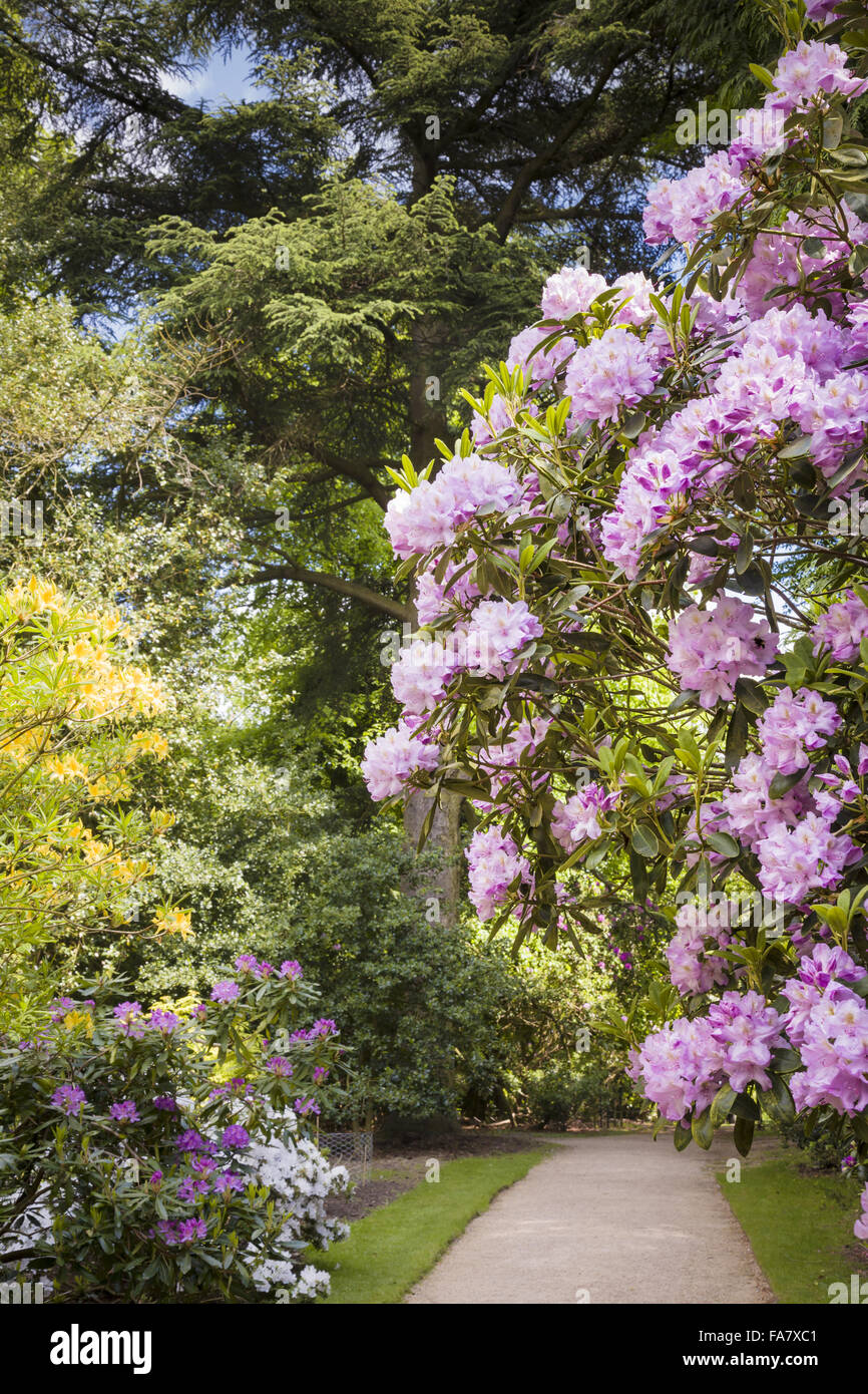 A woodland garden, Hare Hill, in Cheshire, boasts magnificent displays of rhododendrons and azaleas in May and early June. Stock Photo