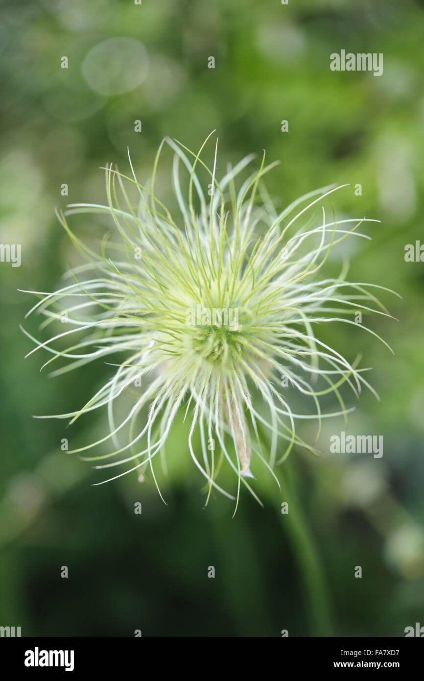 A wispy clematis seed head, in the gardens at Greys Court, Oxfordshire, in May. Stock Photo