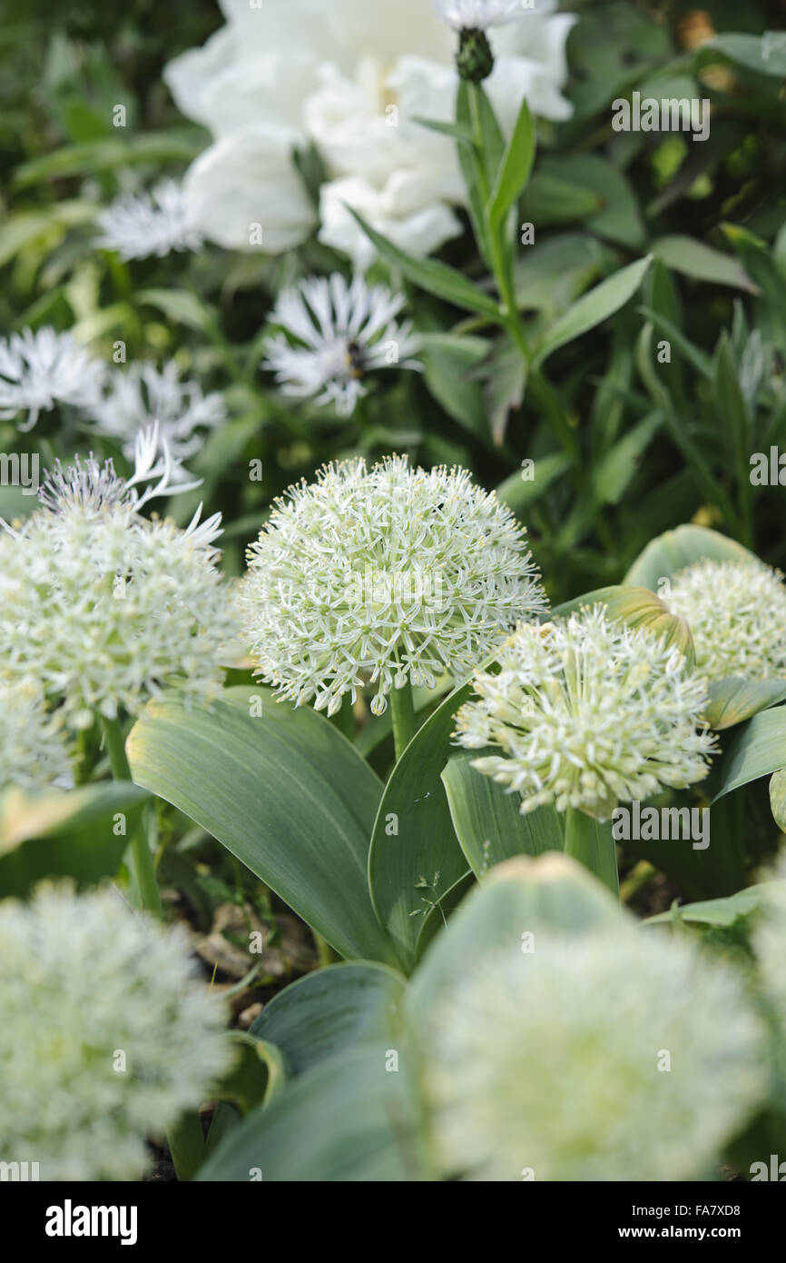 Allium karataviense 'Ivory Queen' flowers, blooming in the White Garden at Greys Court, Oxfordshire, in May. Stock Photo