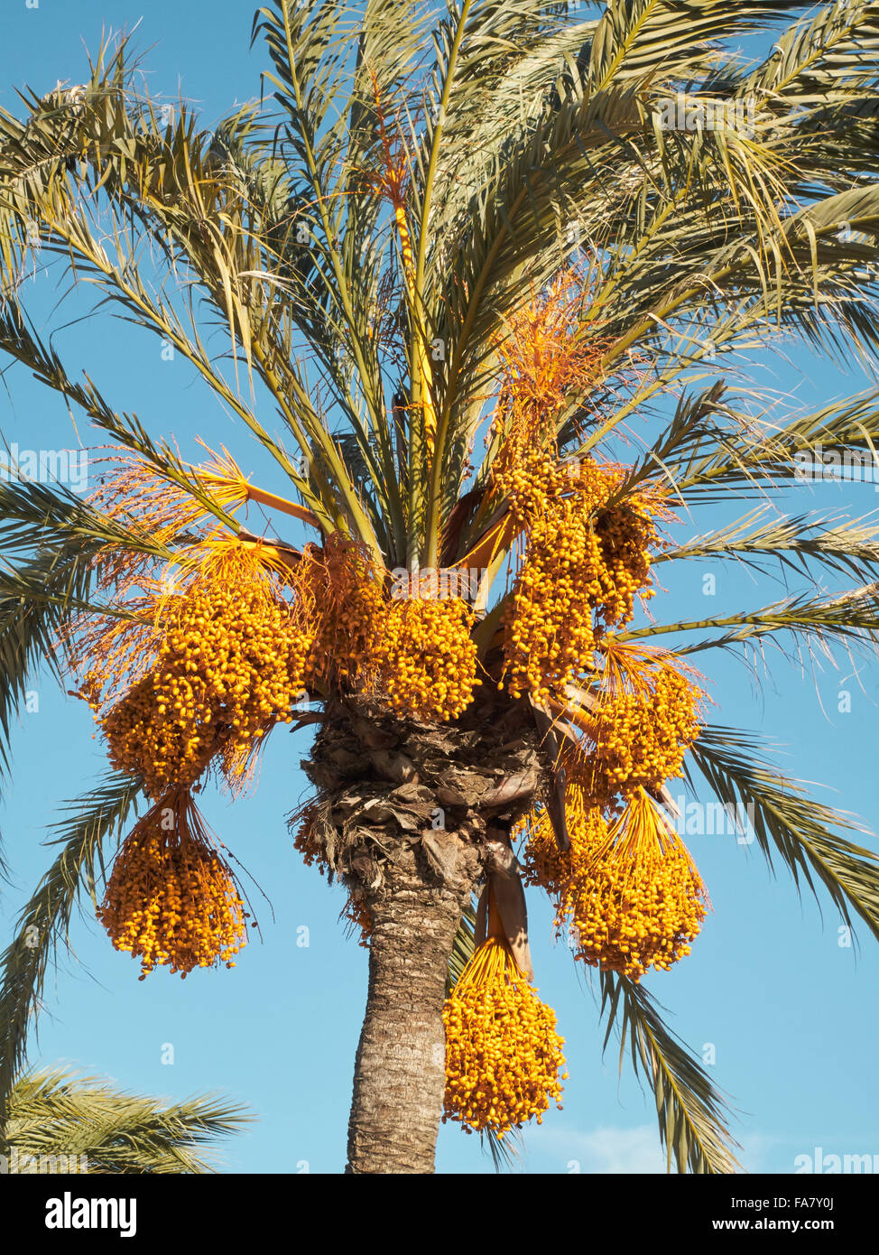 Date tree hi-res stock photography and images - Alamy