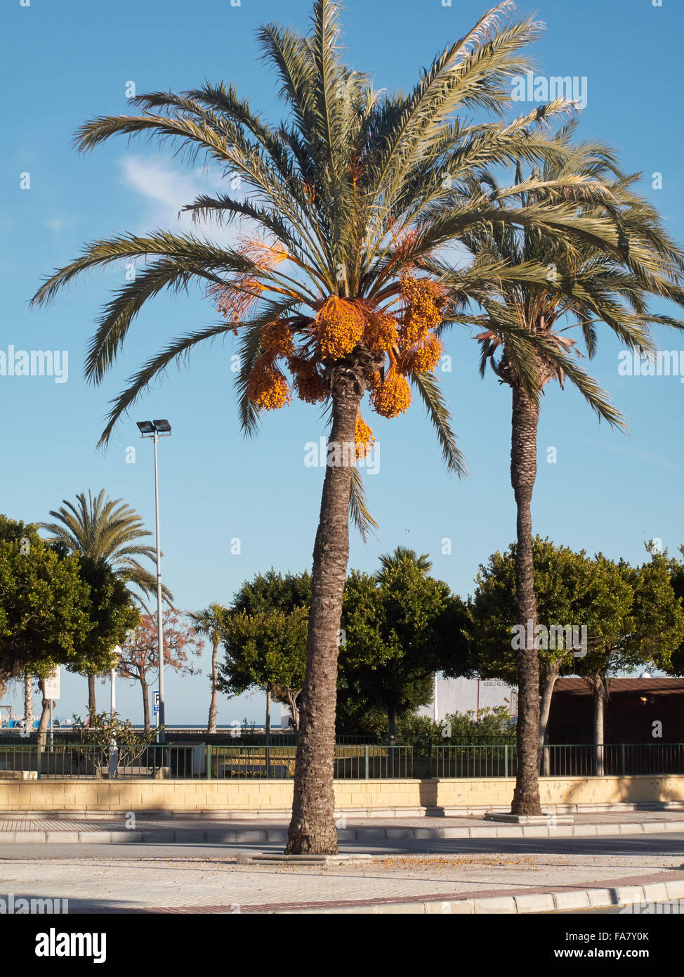 Date palm tree hi-res stock photography and images - Alamy