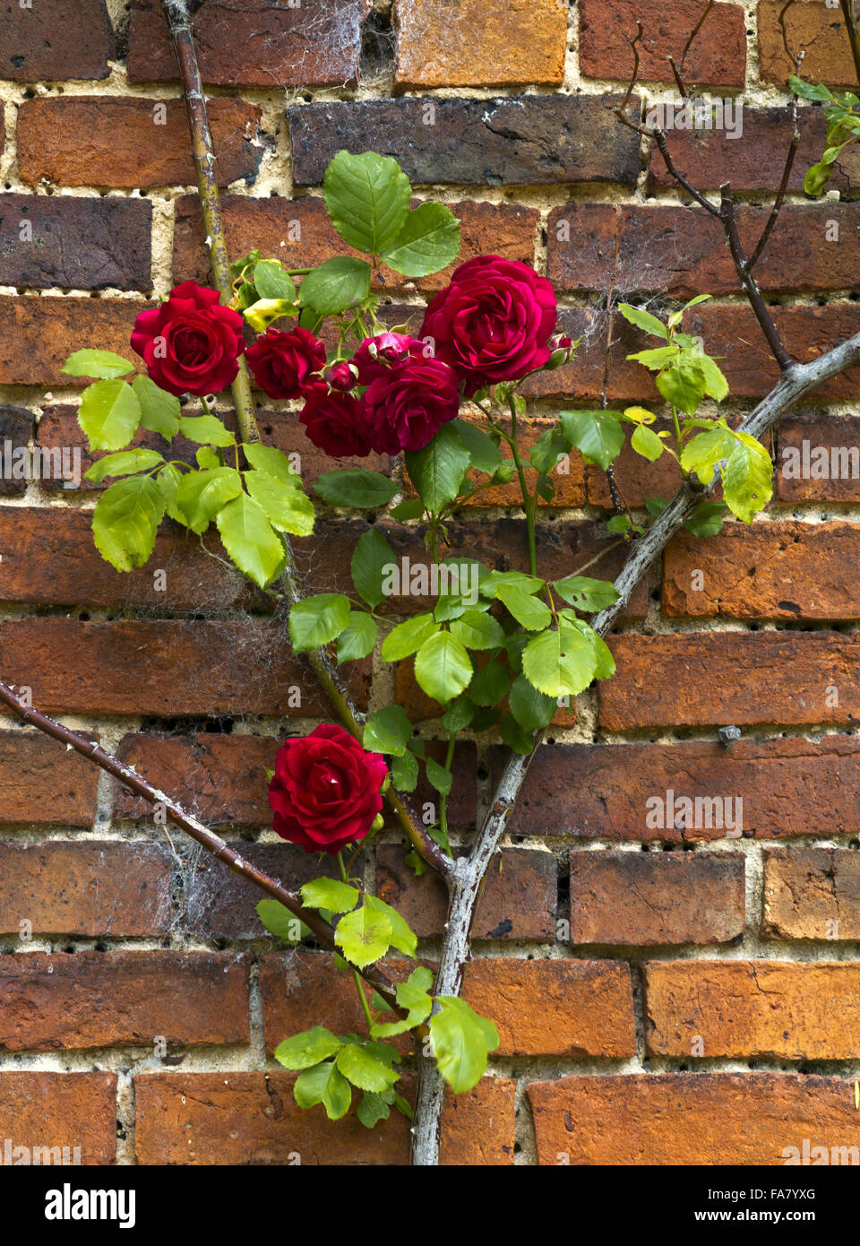 Red climbing roses hi-res stock photography and images - Alamy