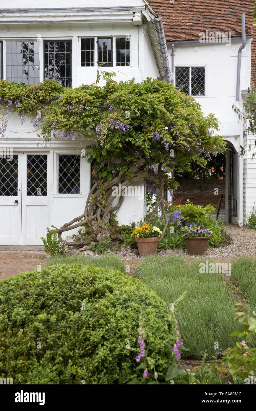 A close view of the windows and a wisteria growing on the exterior of Paycocke's House, Colchester, Essex Stock Photo