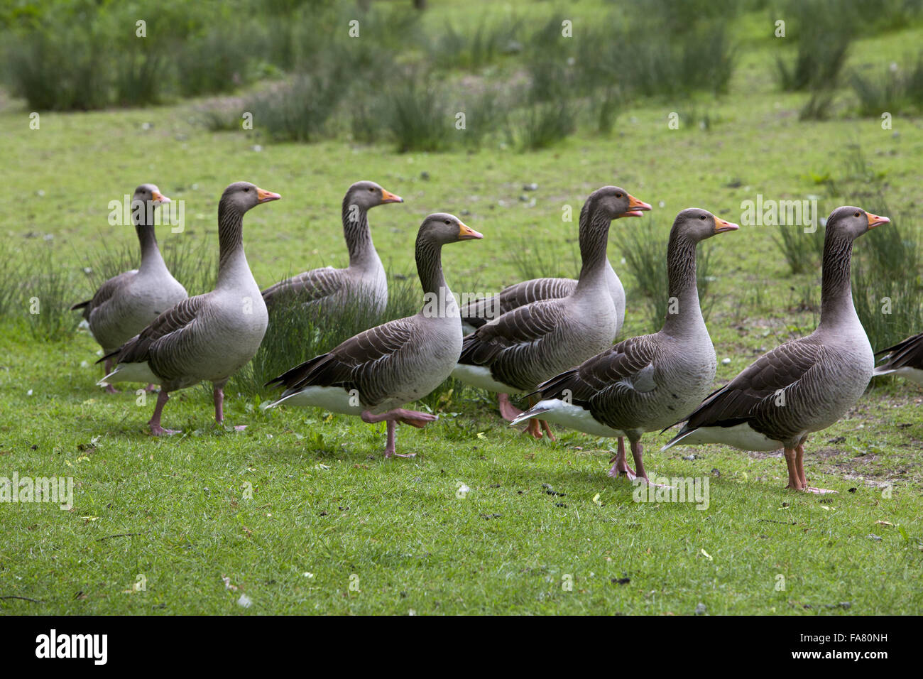 Group of greylag geese (Anser anser) beside the lake at Hatfield Forest, Essex. Stock Photo