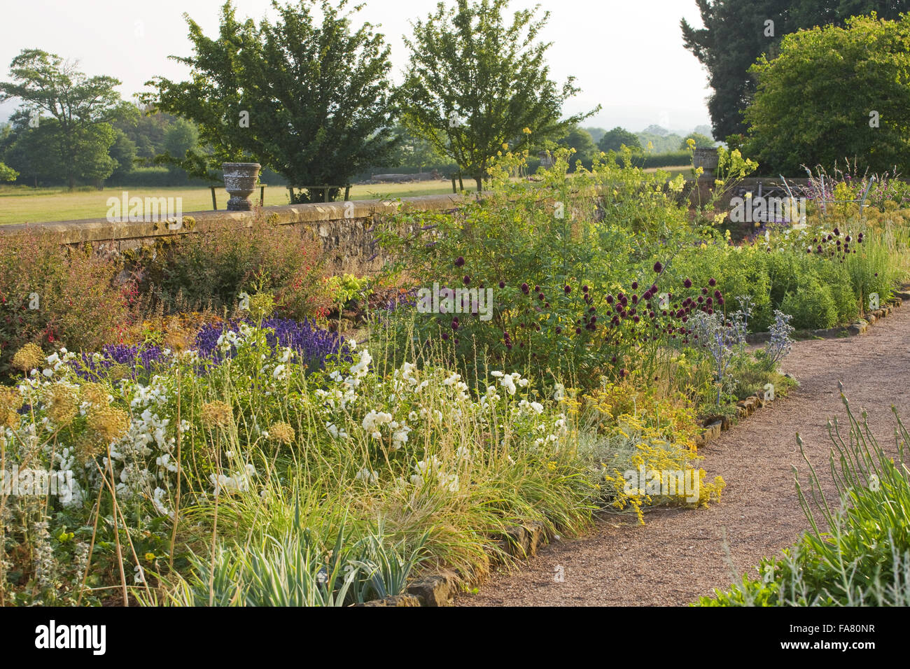 Herbaceous garden at Killerton, Devon taken in evening light in July. The garden, created by John Veitch, is Killerton's highlight. Plants shown include white roses and allium sphaerocephalon. Stock Photo