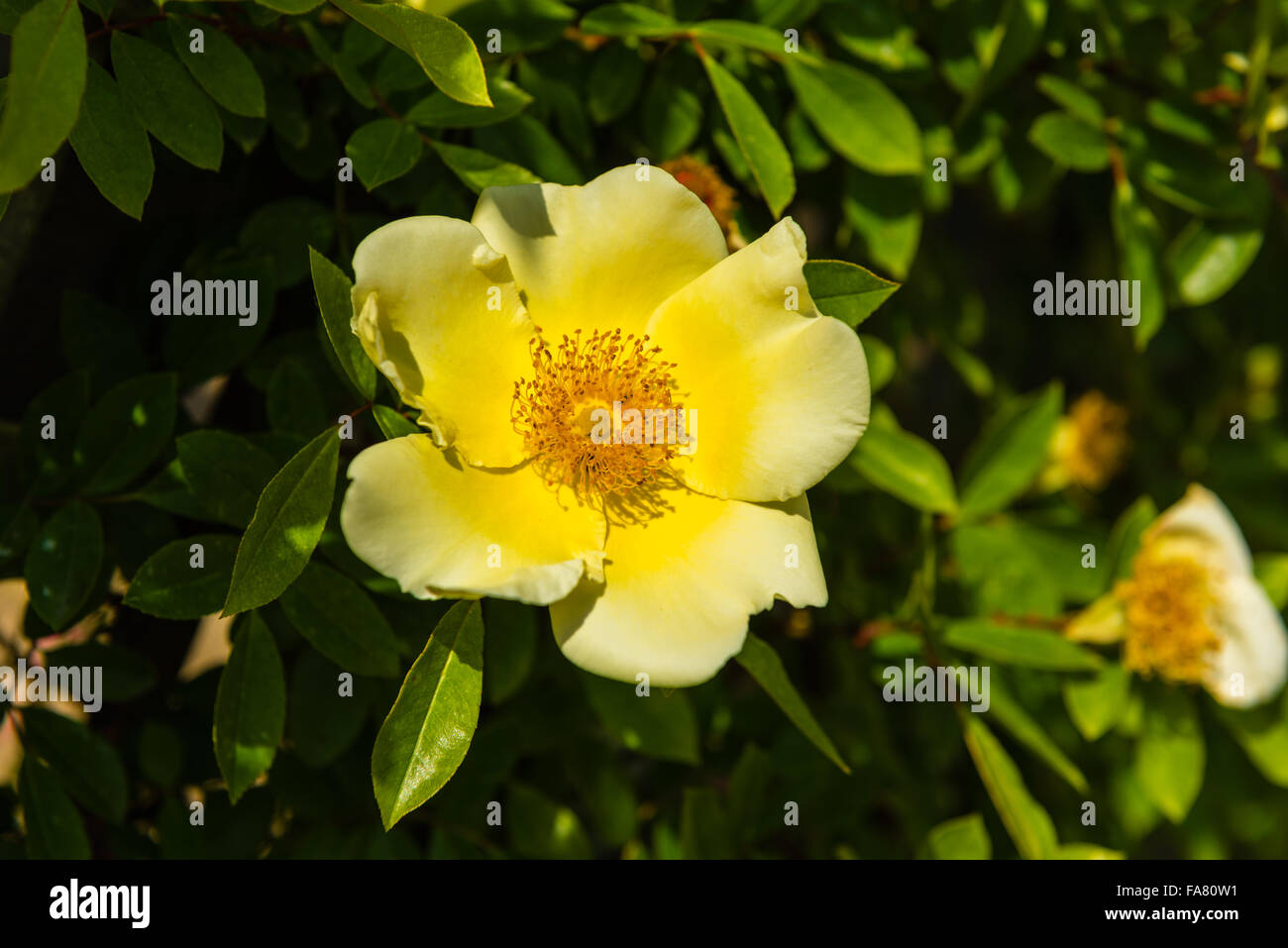 Bush of beautiful yellow dog-roses in a garden. Horizontal shot Stock Photo