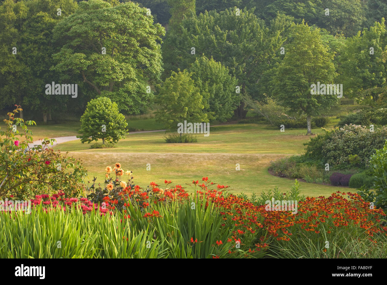 View across lawn towards parkland from a herbaceous garden at Killerton, Devon, showing crocosmia, helenium and monarda in July. The garden, created by John Veitch, is Killerton's highlight. Stock Photo