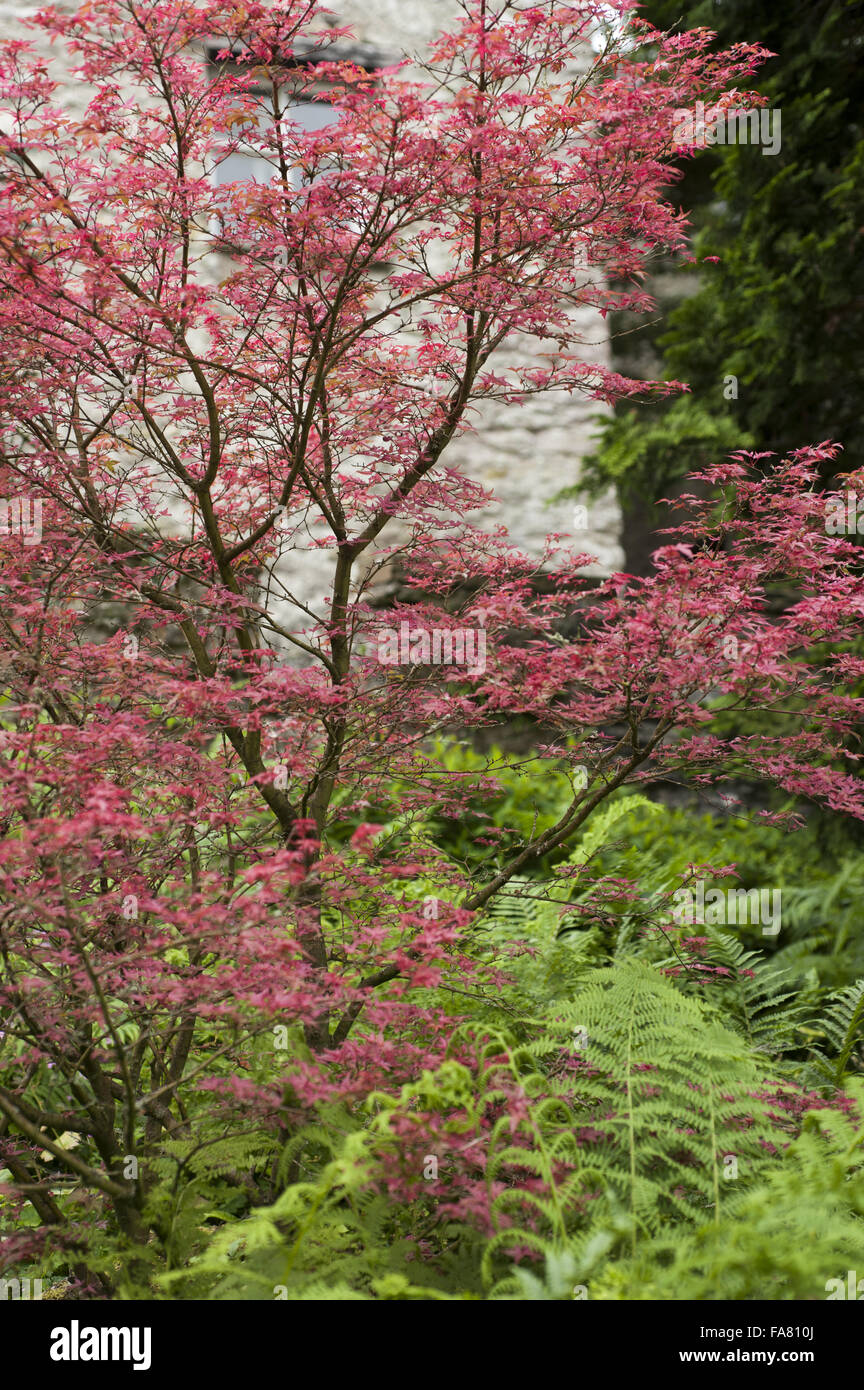 A colourful tree with ferns underneath in the gardens at Sizergh Castle, near Kendal, Cumbria Stock Photo