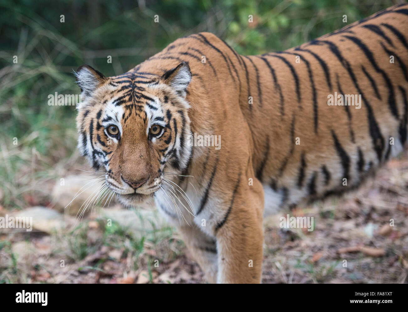 Royal Bengal Tiger Stock Photo