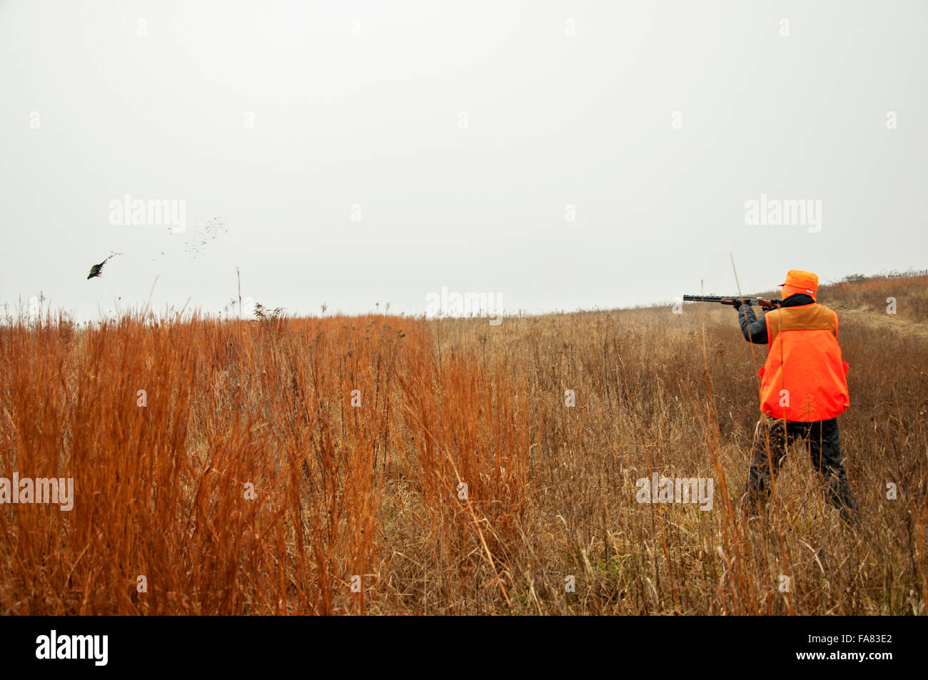 Boy stands in field shooting pheasant Stock Photo