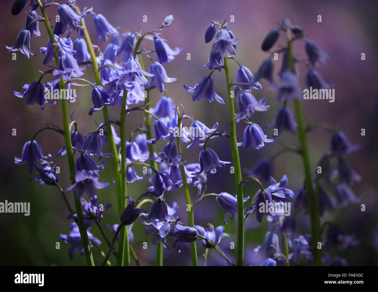 Bluebells of varied colour, Hyacinthoides non-scripta or Spanish Bluebells Hyacinthoides hispanica. Stock Photo