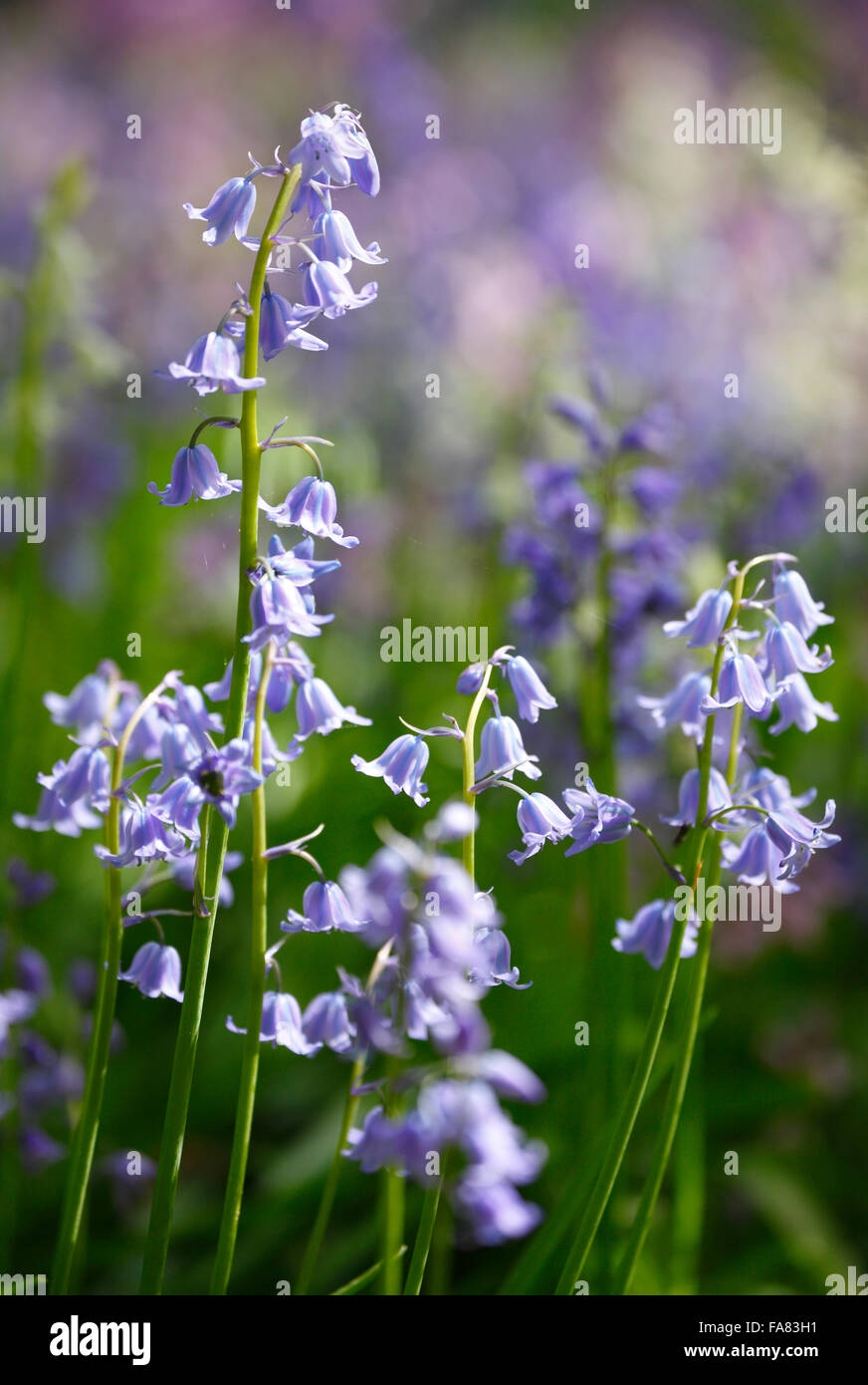 Bluebells of varied colour, Hyacinthoides non-scripta or Spanish Bluebells Hyacinthoides hispanica. Stock Photo