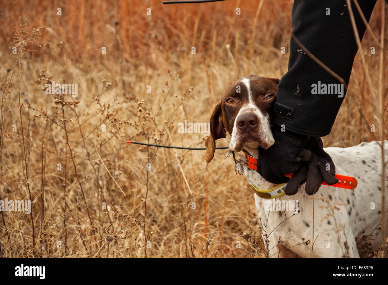 Trained bird dog wearing GPS collar Stock Photo
