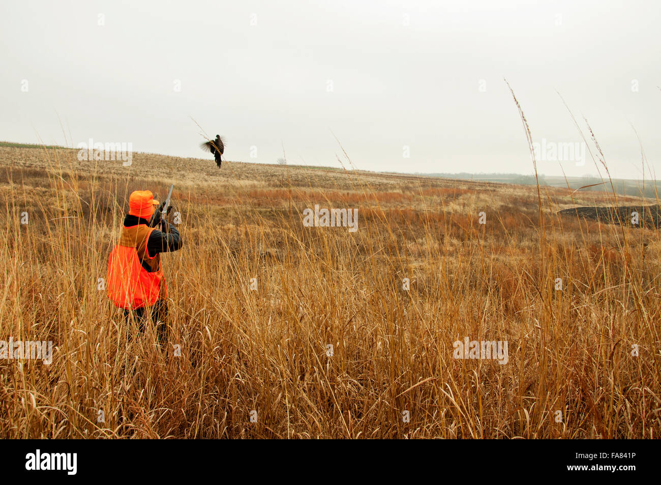 Hunter shooting pheasant in field Stock Photo