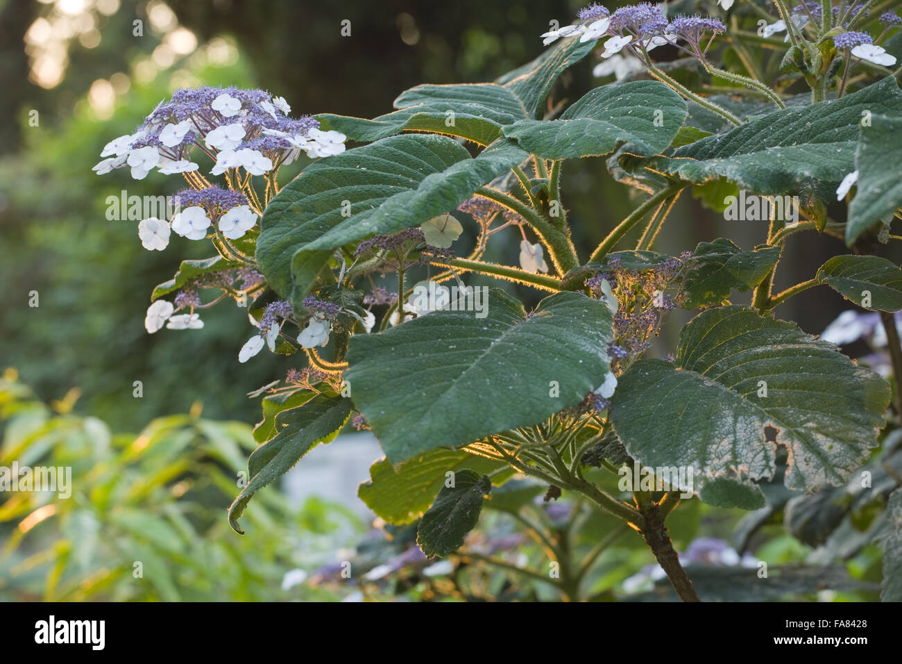 Hydrangea aspera sargentiana at Peckover House and Garden, Wisbech, Cambridgeshire, in July. Stock Photo
