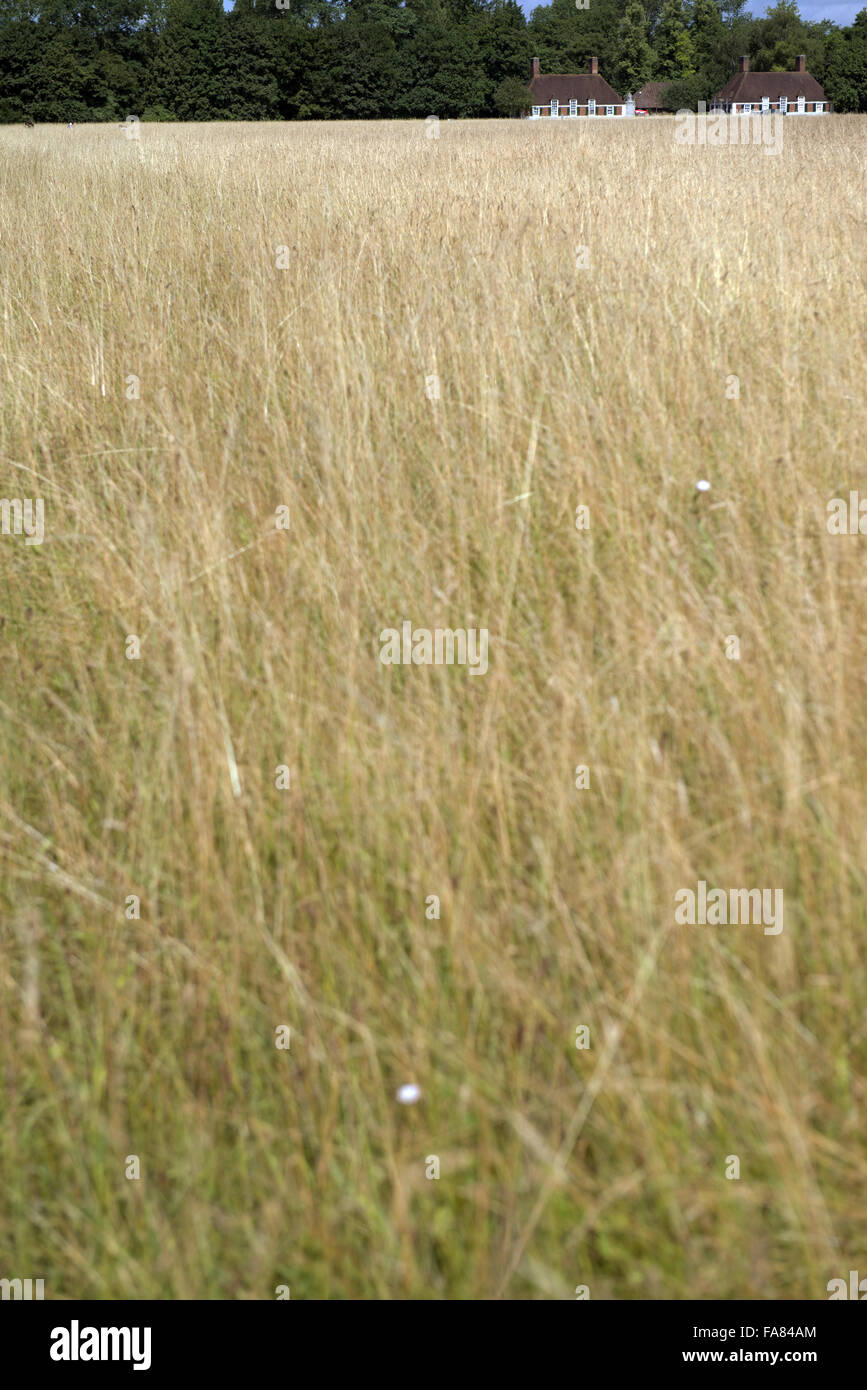 The meadow at Runnymede, Surrey, with the Fairhaven Lodges seen in the distance. Stock Photo