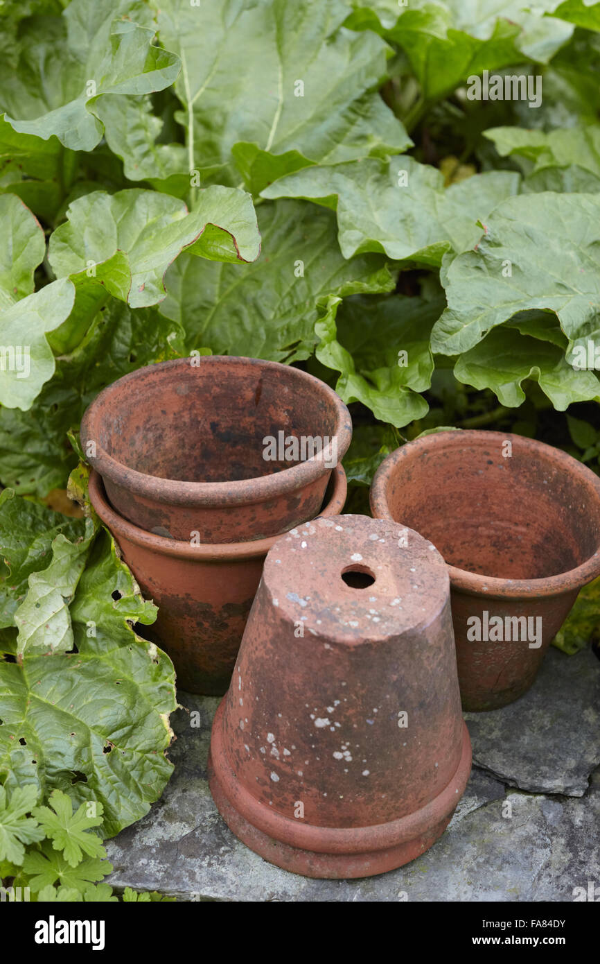 Flowerpots in the garden in July at Hill Top, near Sawrey, Cumbria. The house was owned by Beatrix Potter from 1905 until her death in 1943. Stock Photo