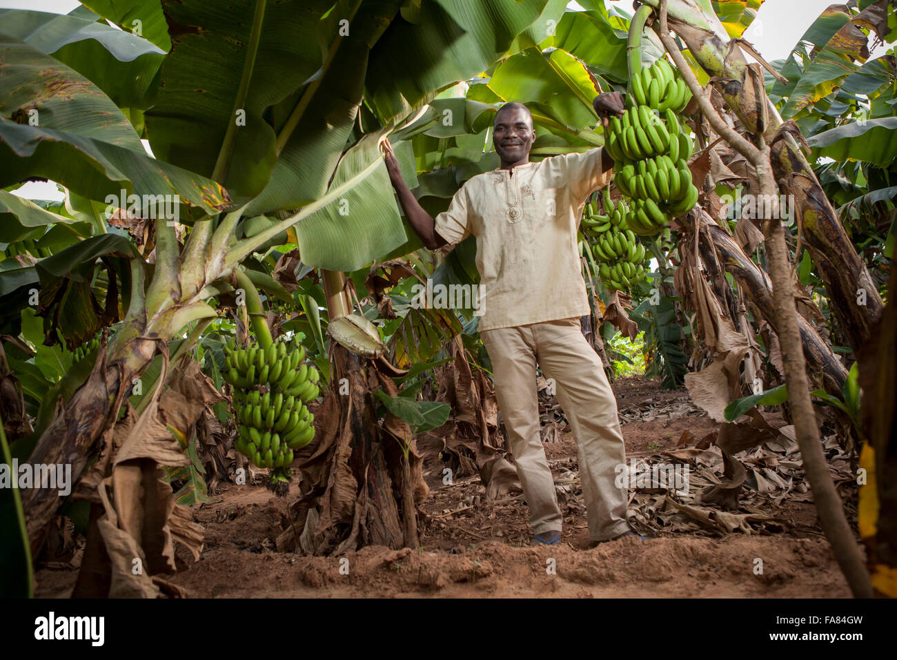 Commercial banana farmer in Bobo Dioulasso Department, Burkina, Faso. Stock Photo
