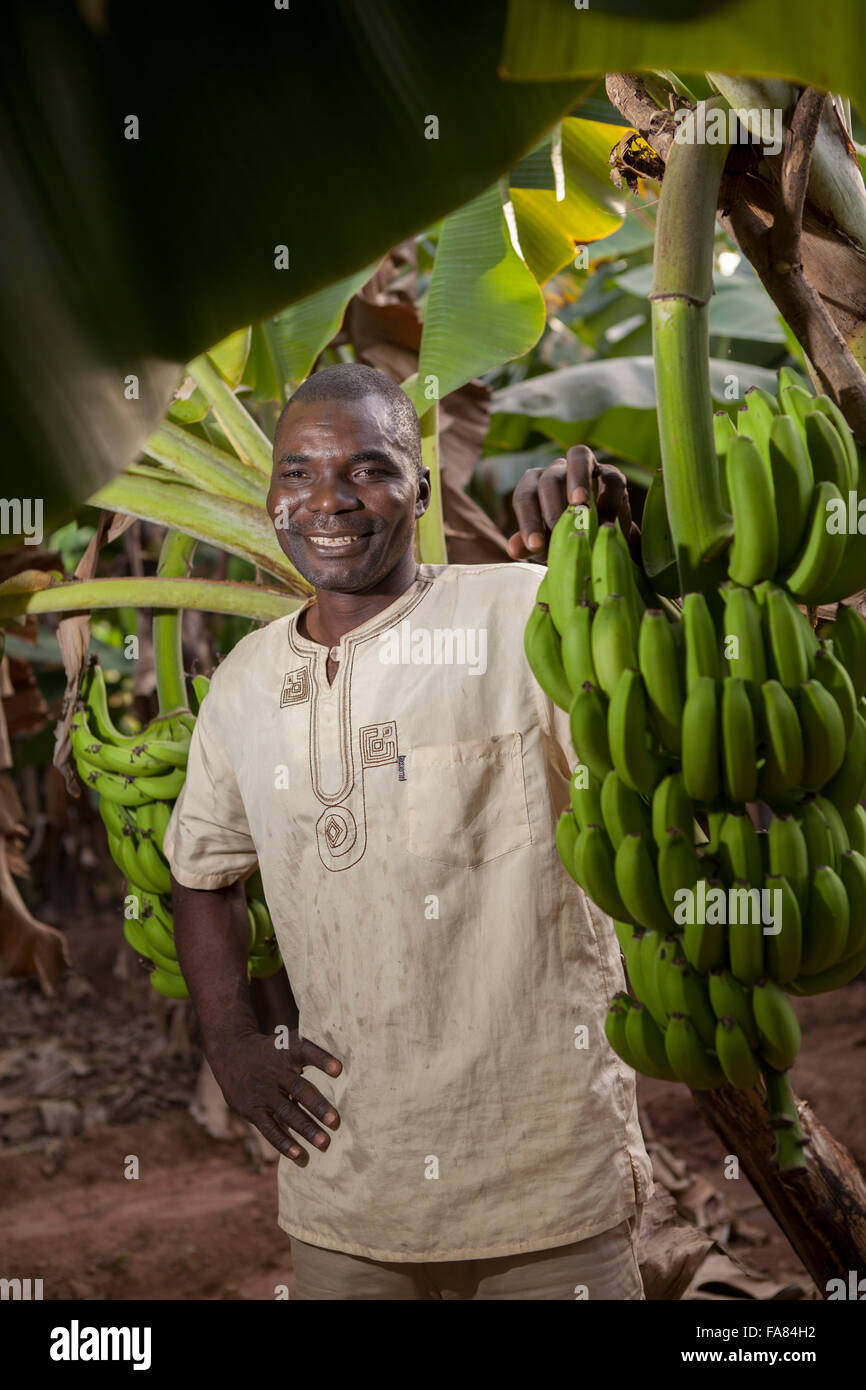 Commercial banana farmer in Bobo Dioulasso Department, Burkina, Faso. Stock Photo