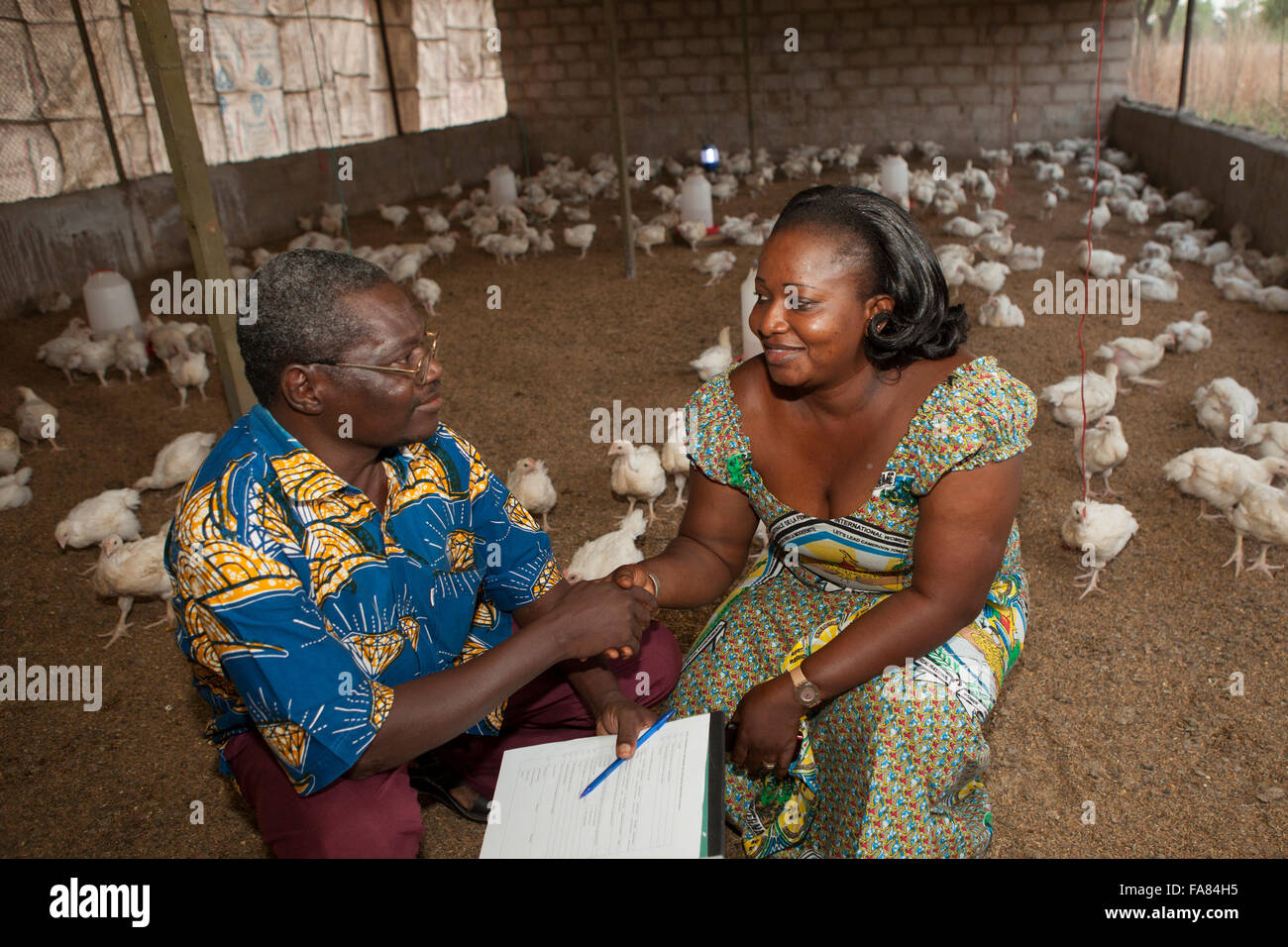 A chicken farmer sells commercial chickens to a customer in Comoé