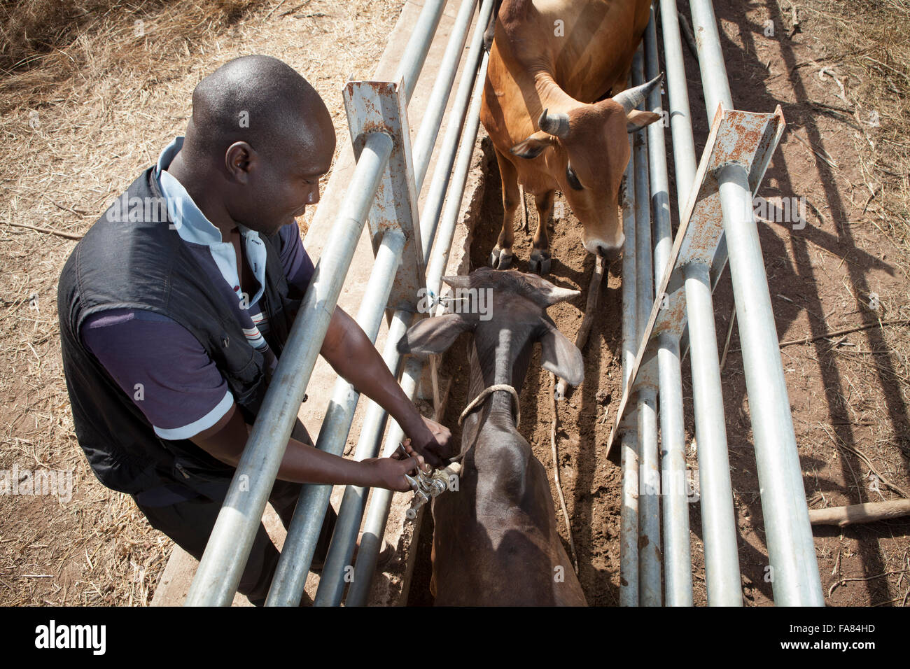 A veterinarian vaccinates cattle against Contagious Bovine Pleuropneumonia in Burkina Faso, West Africa. Stock Photo