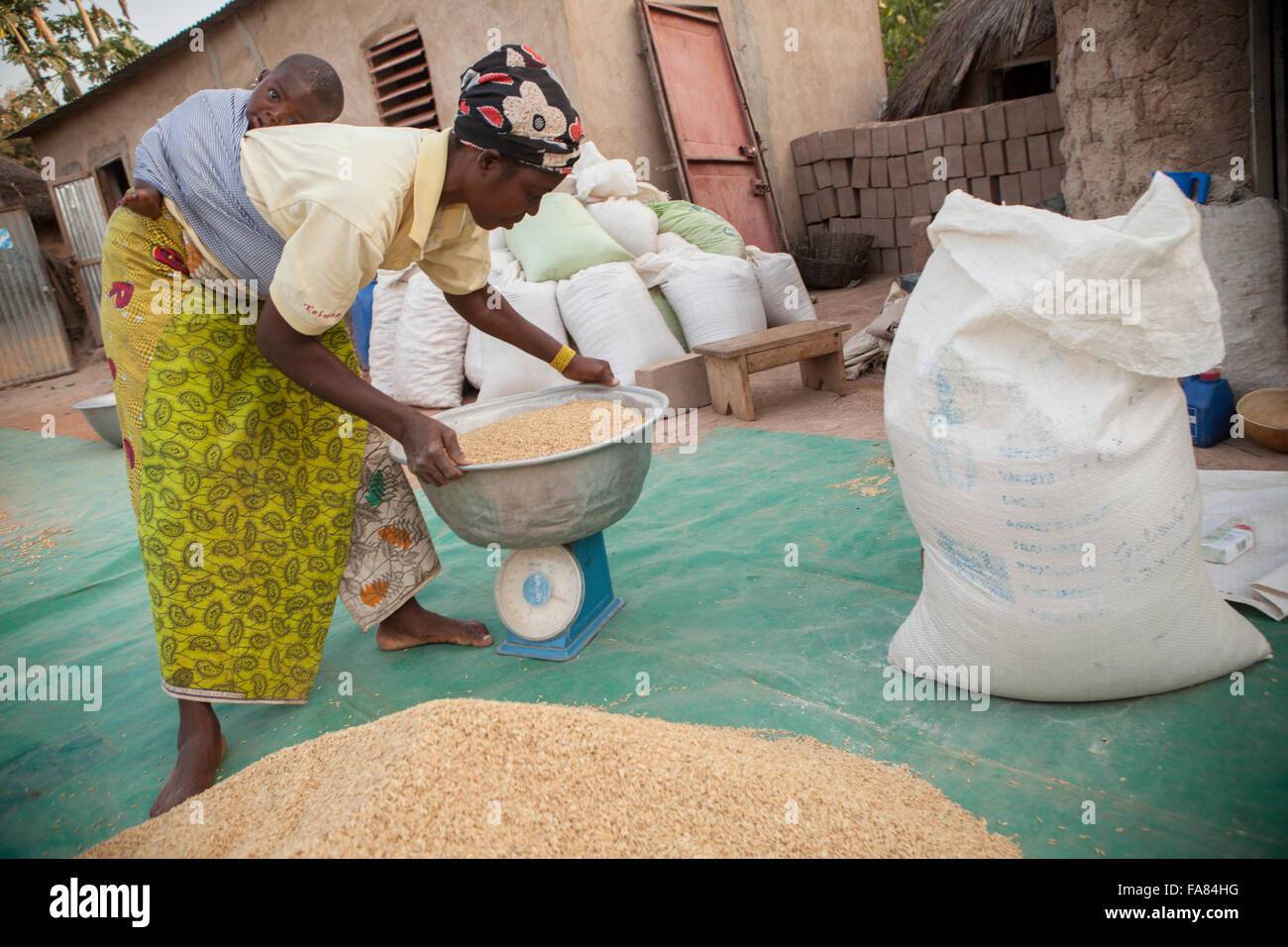 A corn farmer weighs the harvest before bringing it to market in Banfora Department, Burkina Faso. Stock Photo