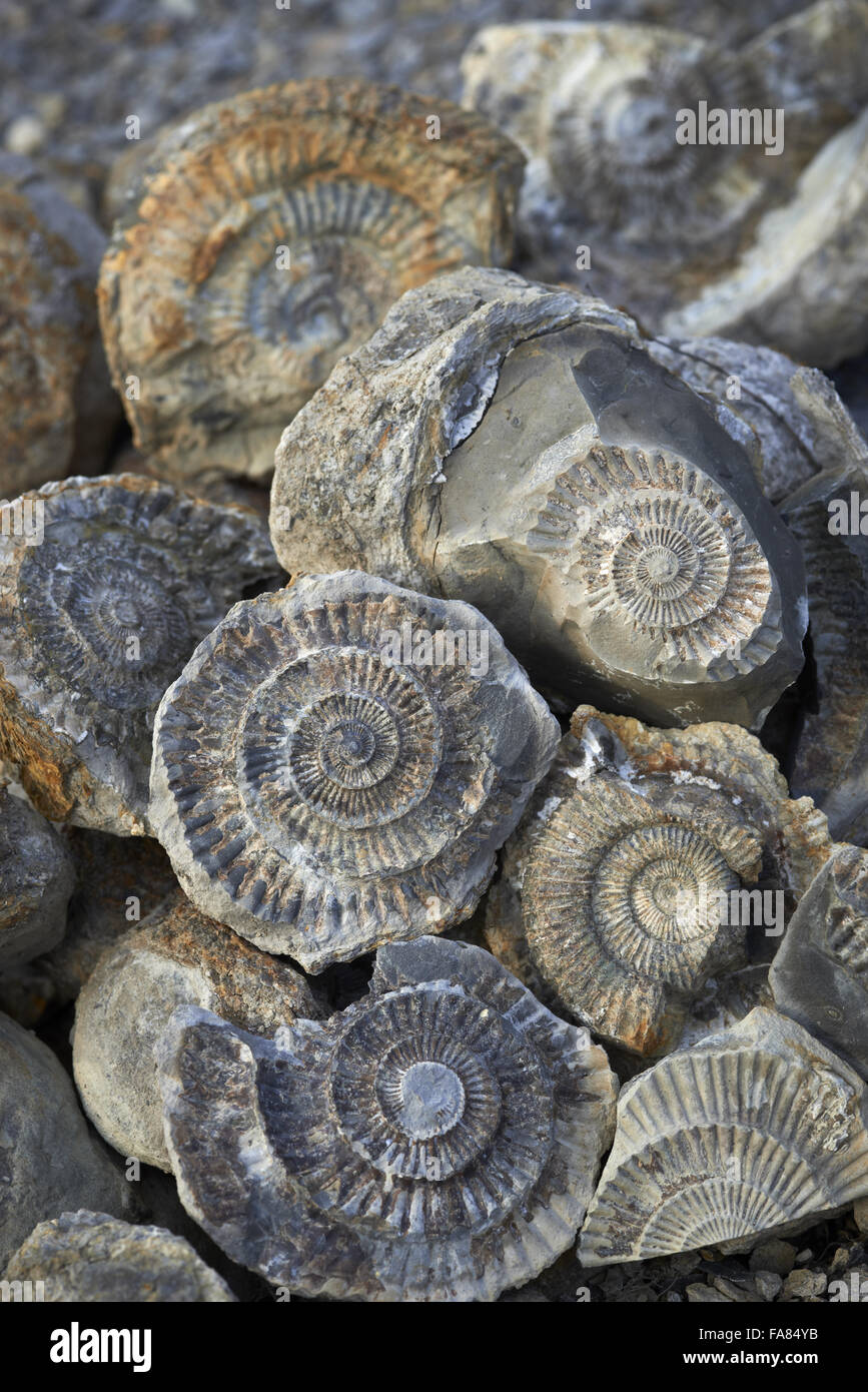 Close view of fossils at the disused Loftus Alum Works, North Yorkshire. Stock Photo