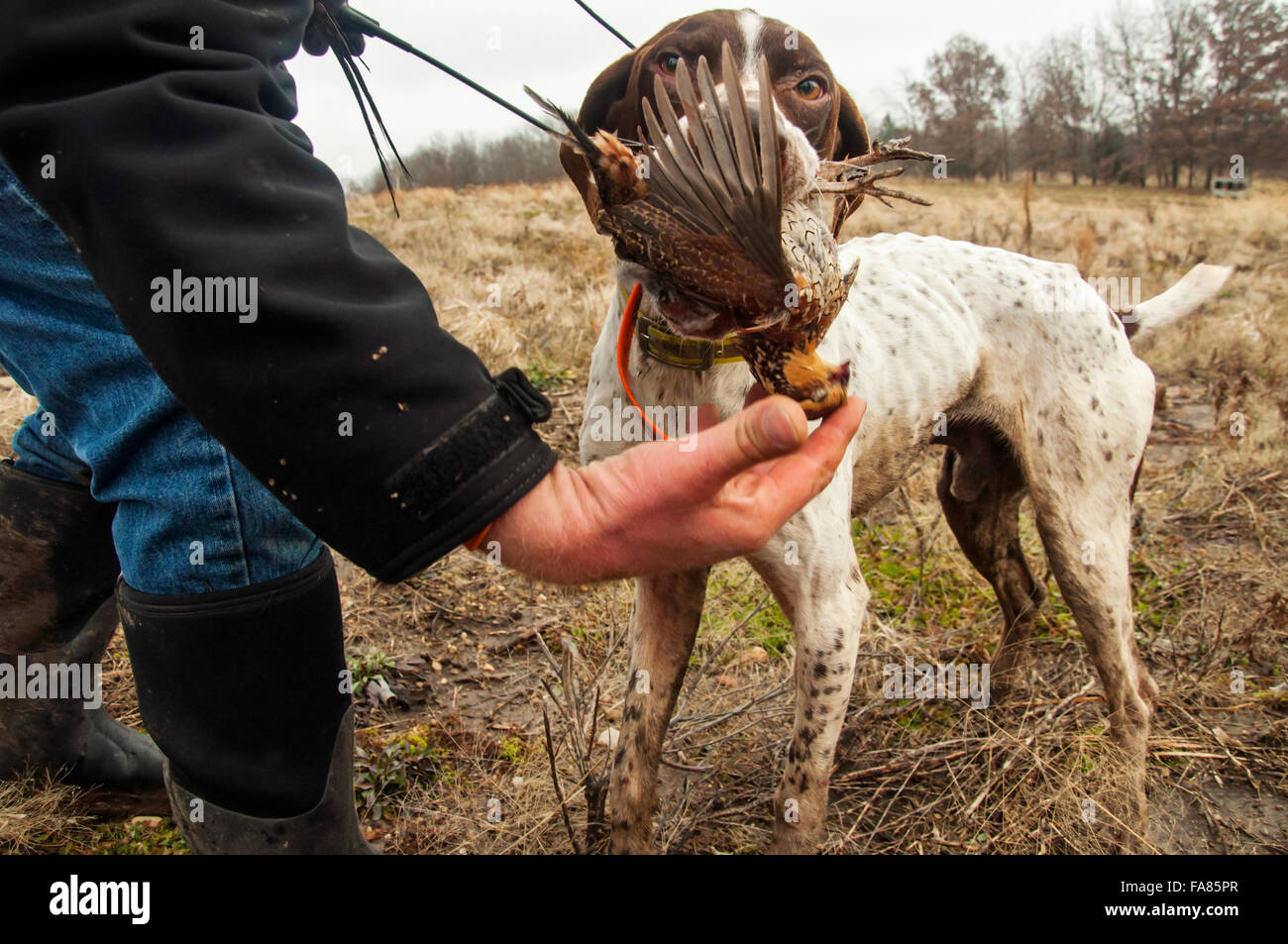 German Shorthair retrieves quail Stock Photo