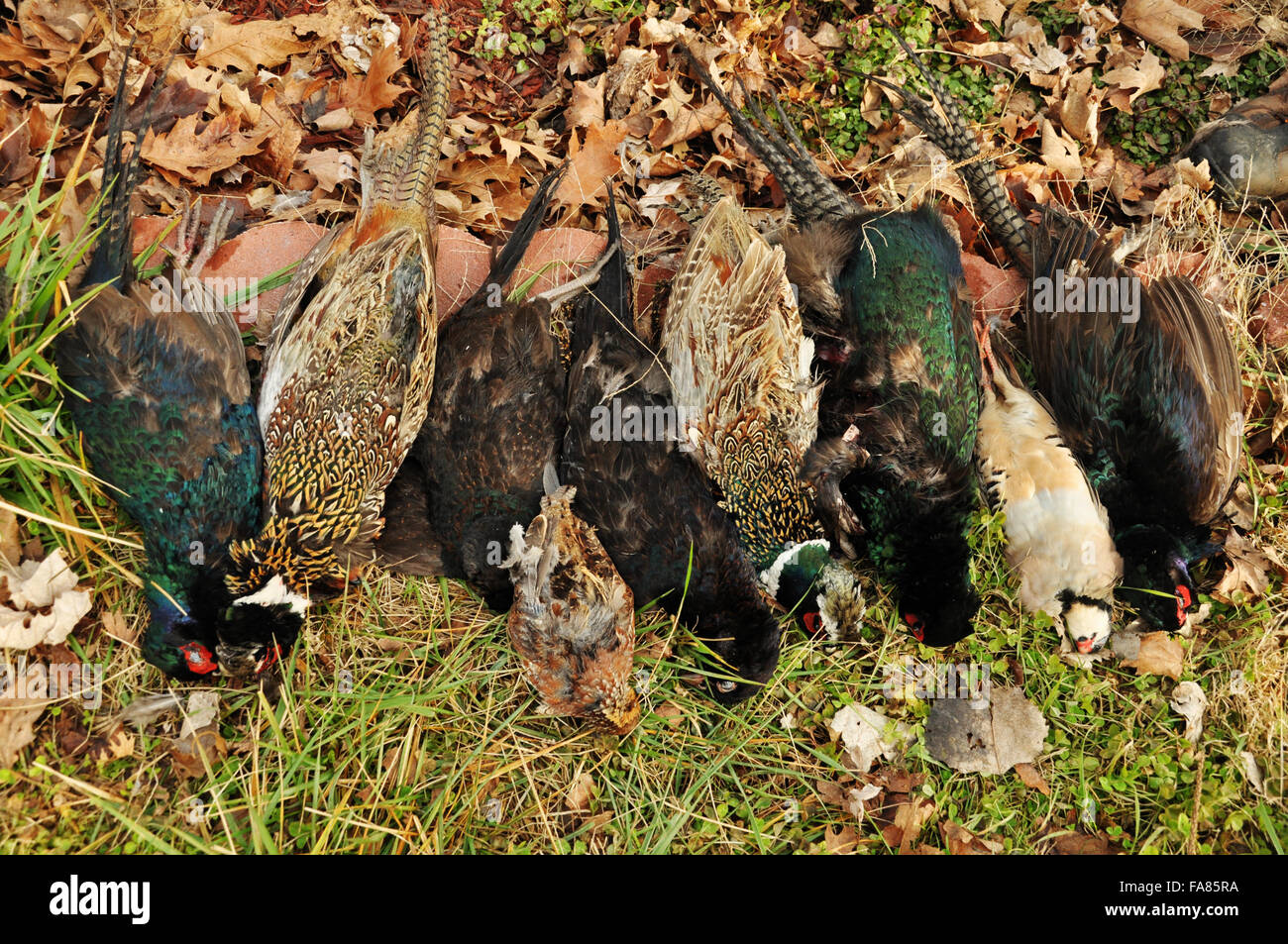 Pheasant, Quail, Chukar birds displayed after a hunt Stock Photo