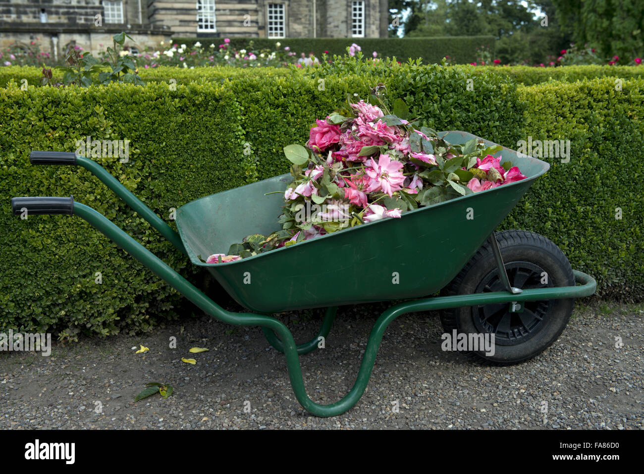 Deadheaded roses in a wheelbarrow in the garden at Seaton Delaval Hall, Northumberland. Stock Photo