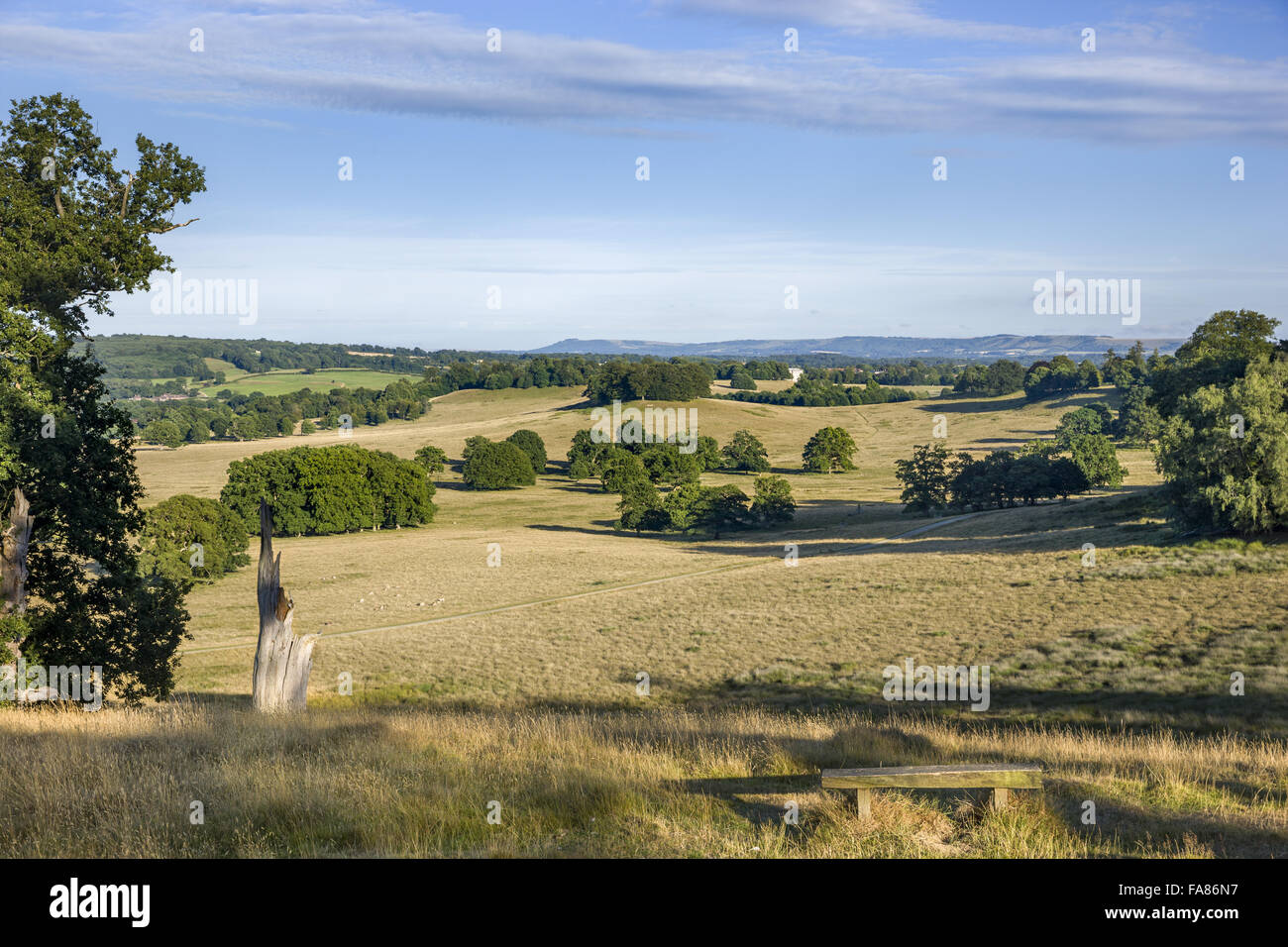 Looking south east, towards the house, from the Concave, at Petworth House and Park, West Sussex. The deer park at Petworth was landscaped by 'Capability' Brown. Stock Photo