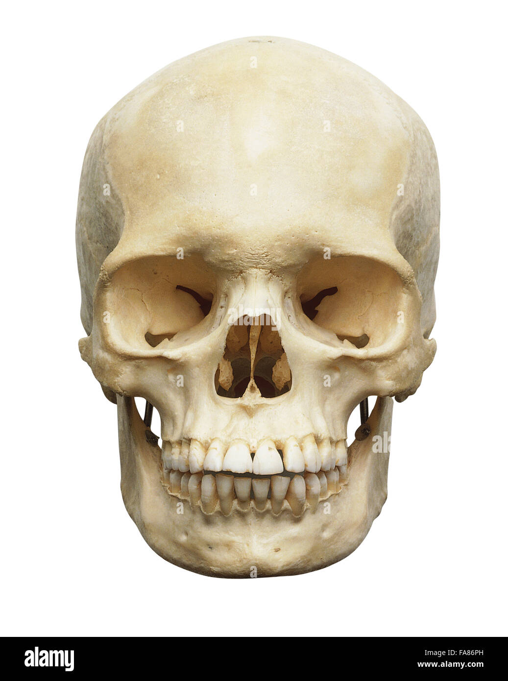 Human skull, front view Stock Photo