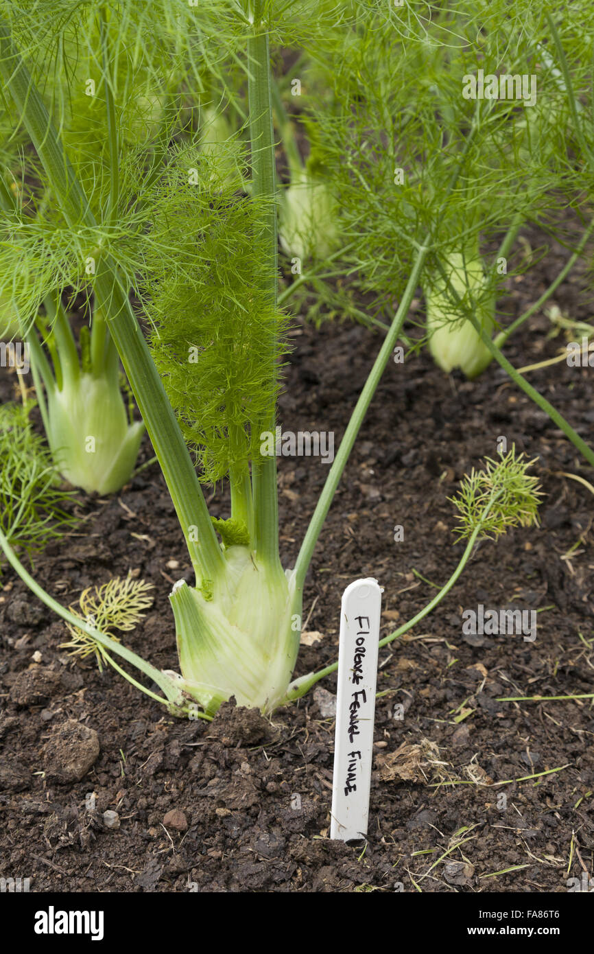 Fennel (Florence fennel "Finale") growing in the garden in July at Chastleton House, Oxfordshire