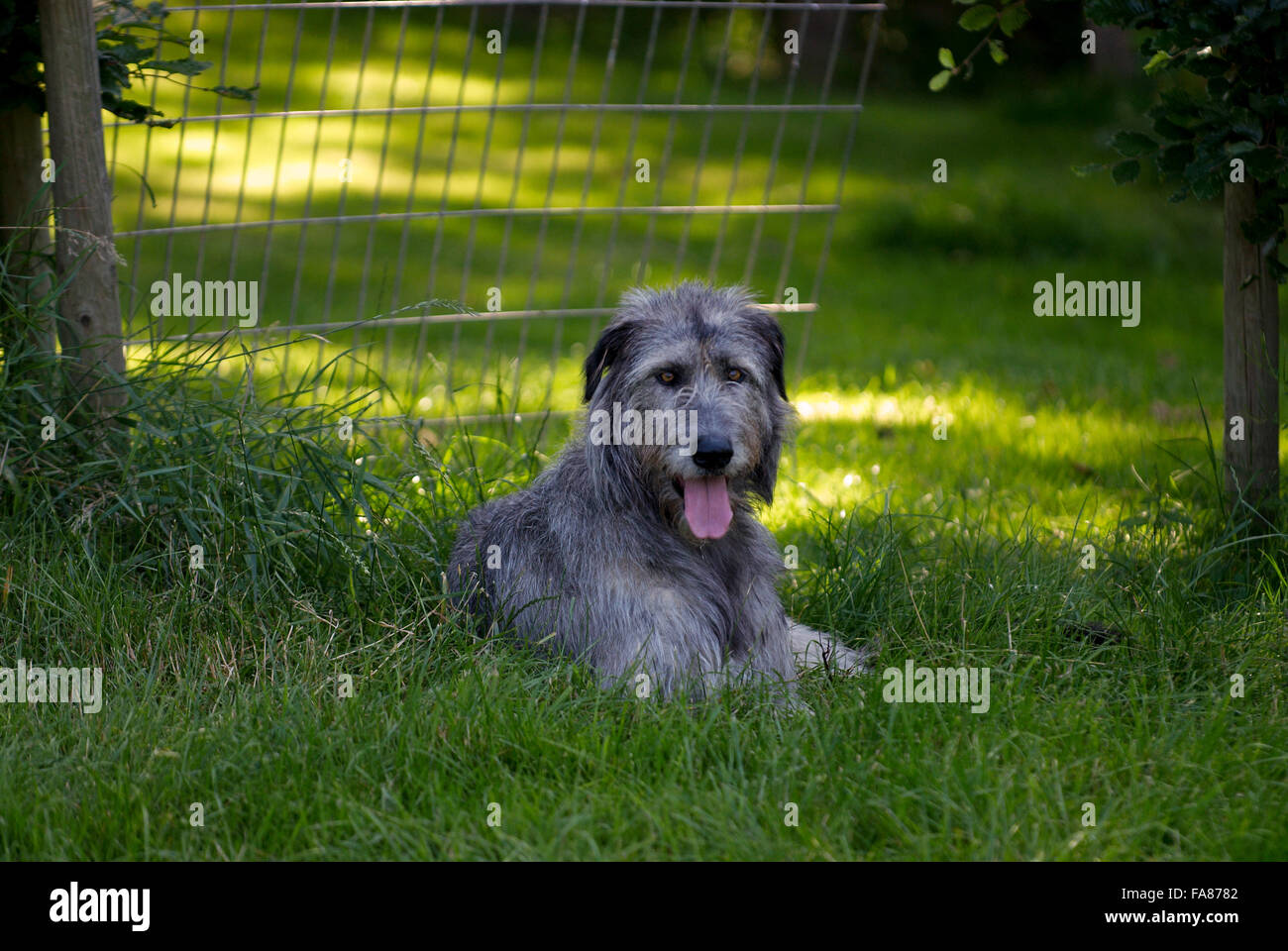 Irish wolfhound lying on grass, panting, looking at camera Stock Photo ...